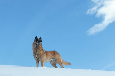 PastoreBelgaMalinois