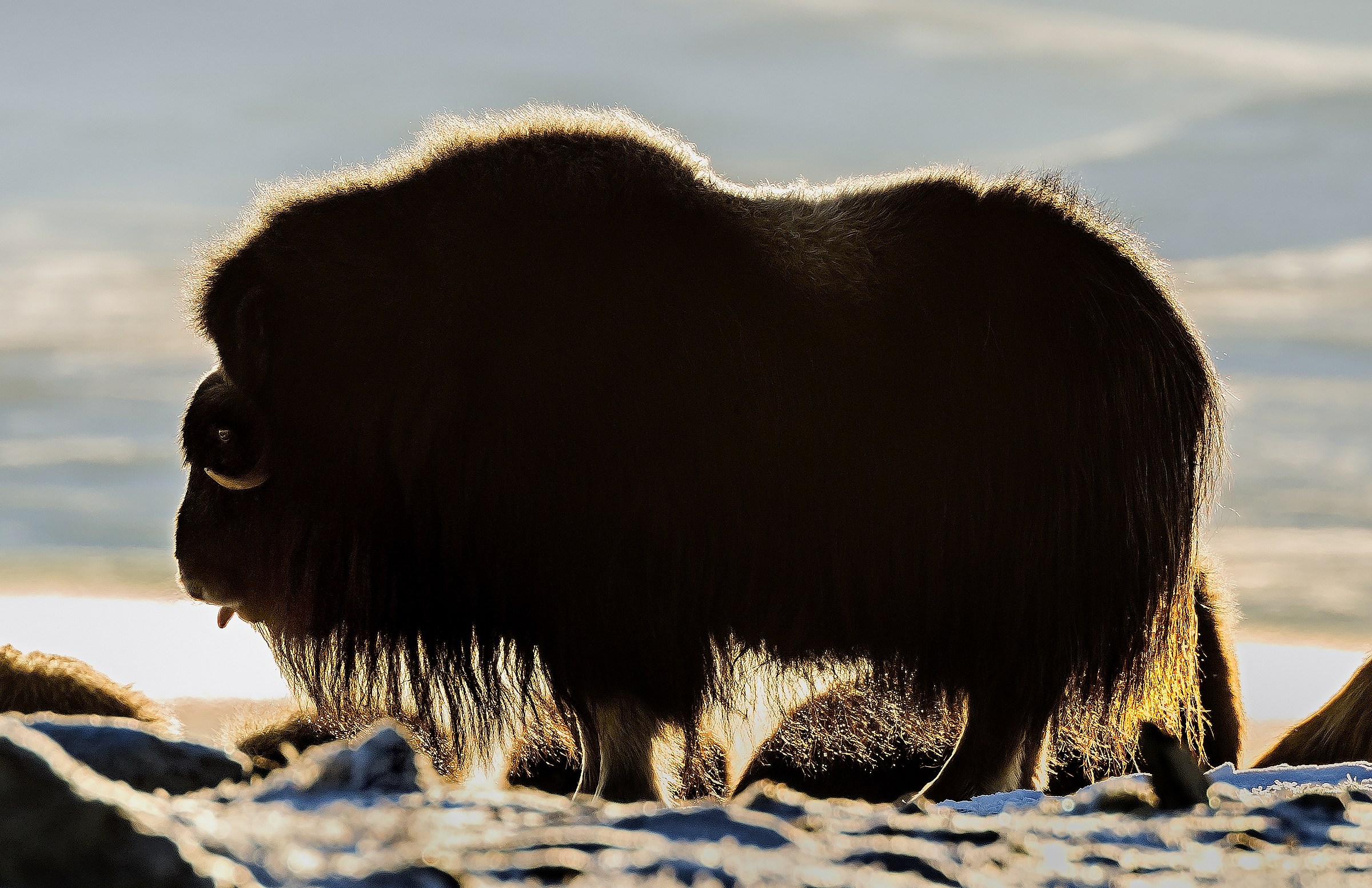 Dovrefjell 2017 - Musk ox, controluce al tramonto