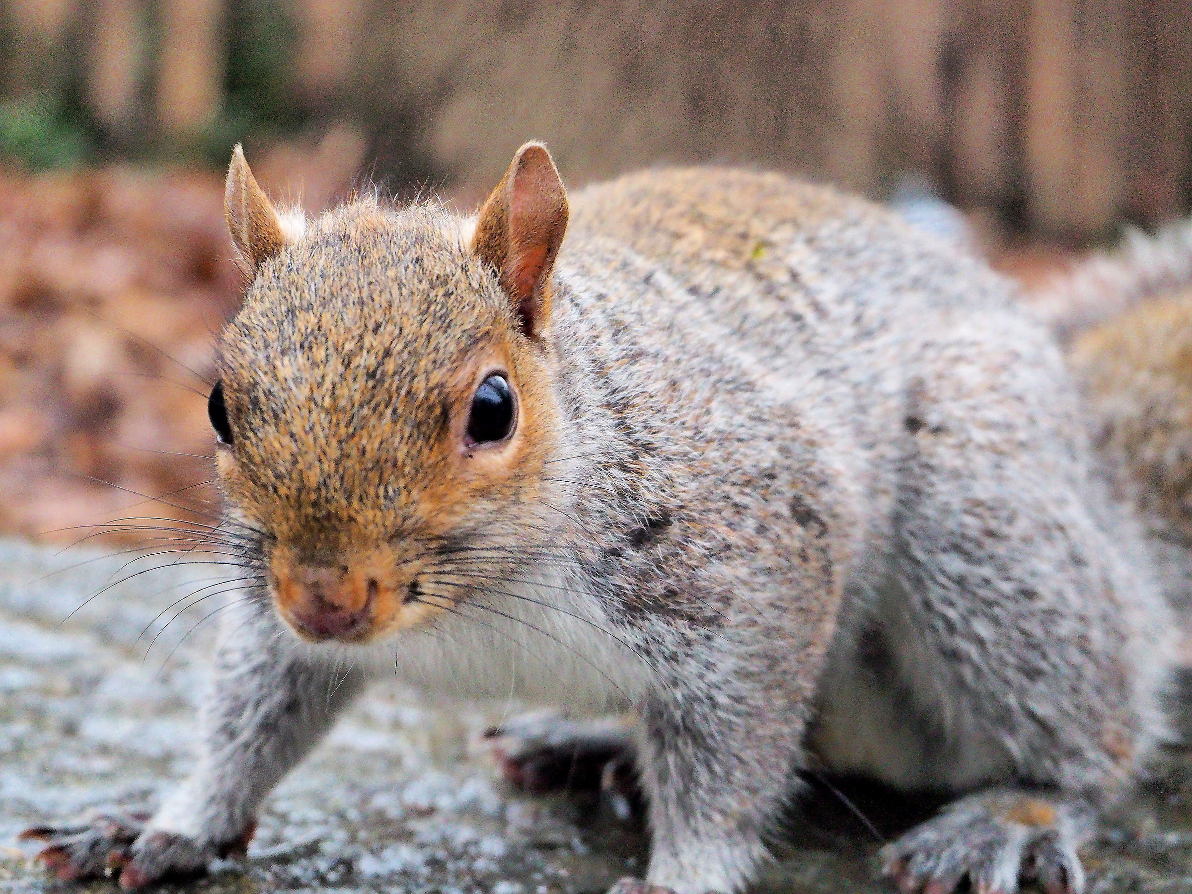 scoiattolo al parco Valentino - Torino
