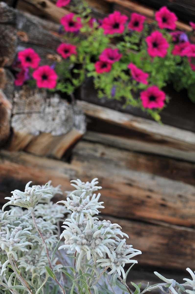 the beautiful edelweiss