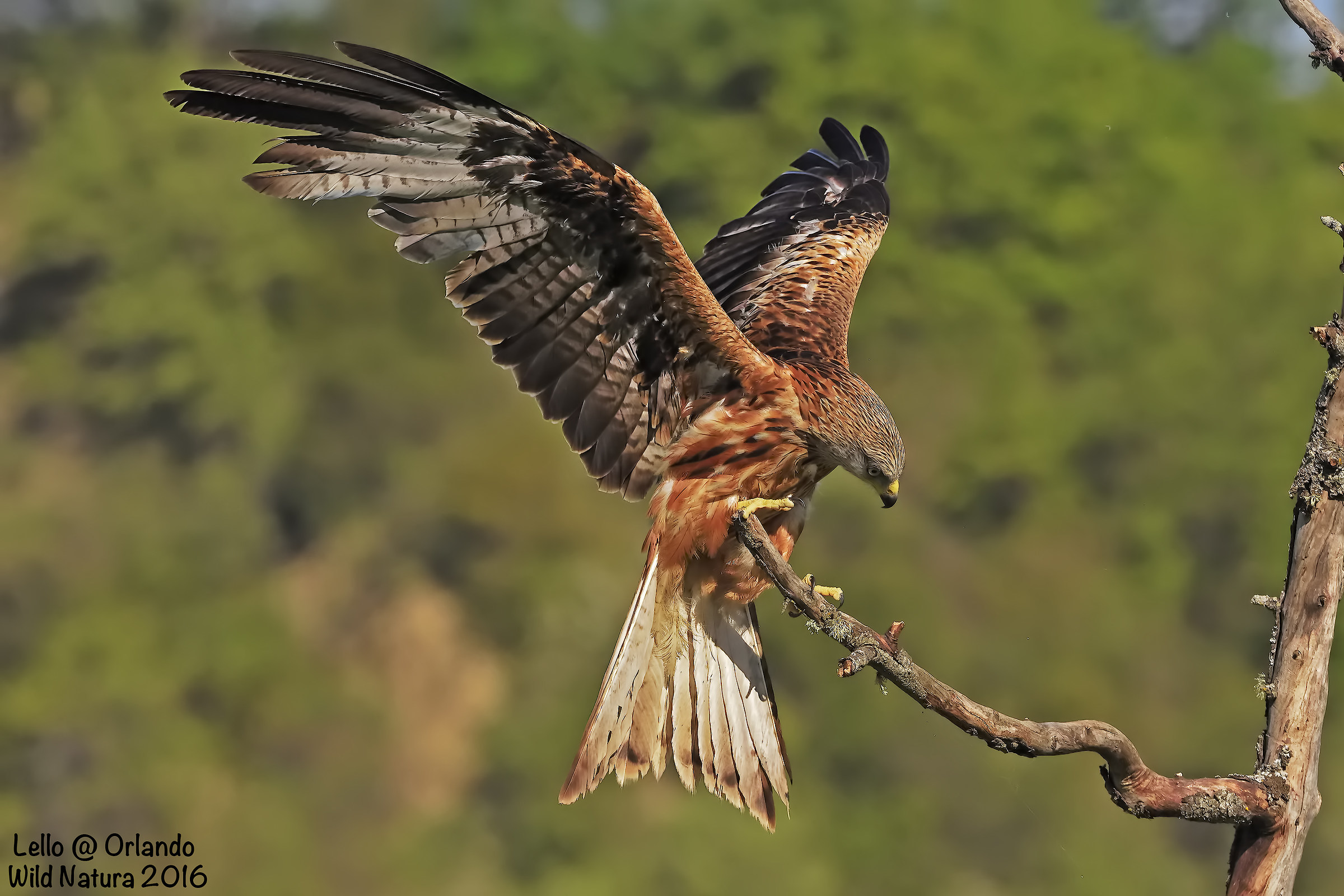 Red Kite Coming Soon!