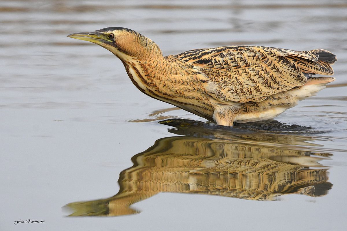 Tarabuso in ammollo...