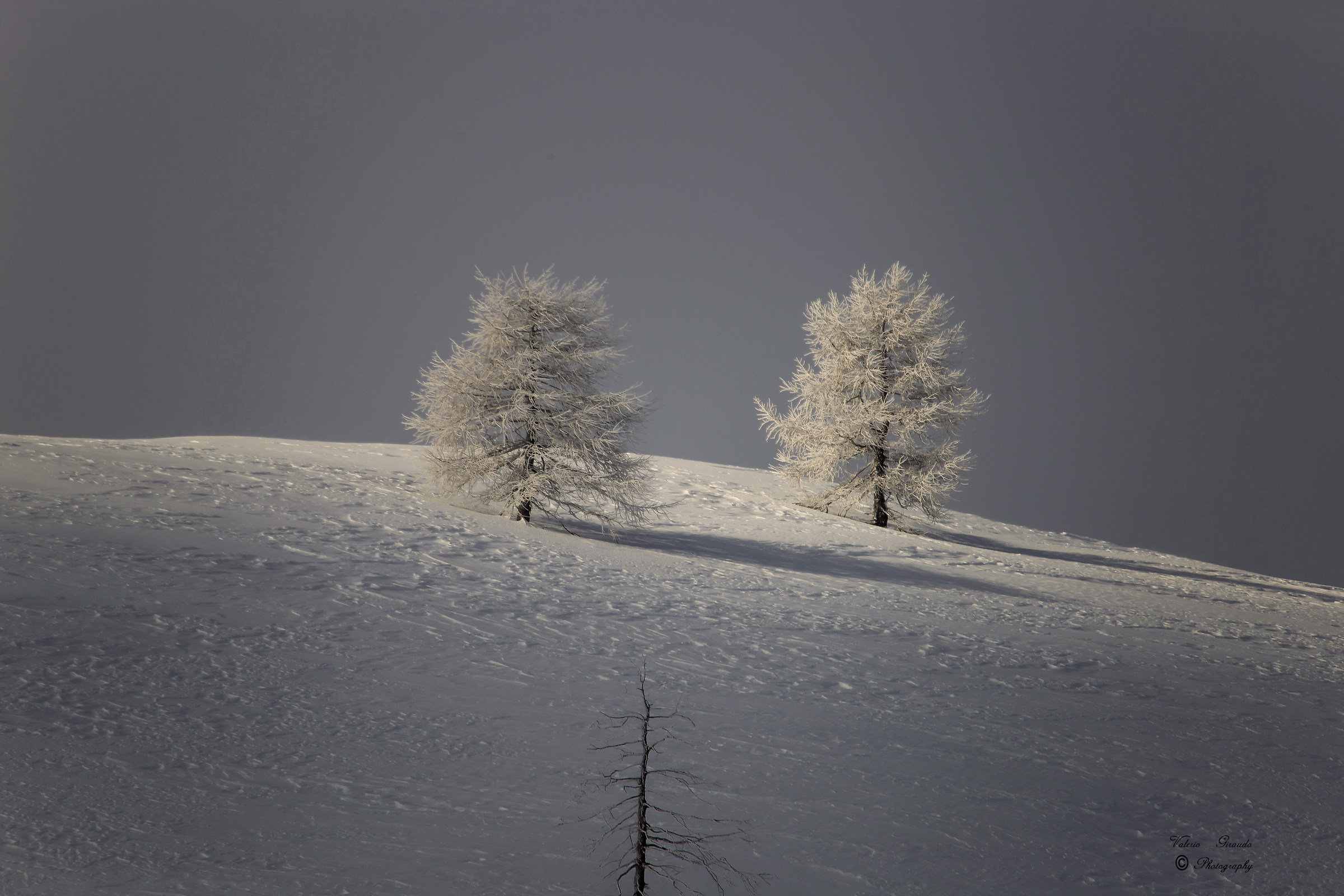 Plants to Colle della Maddalena