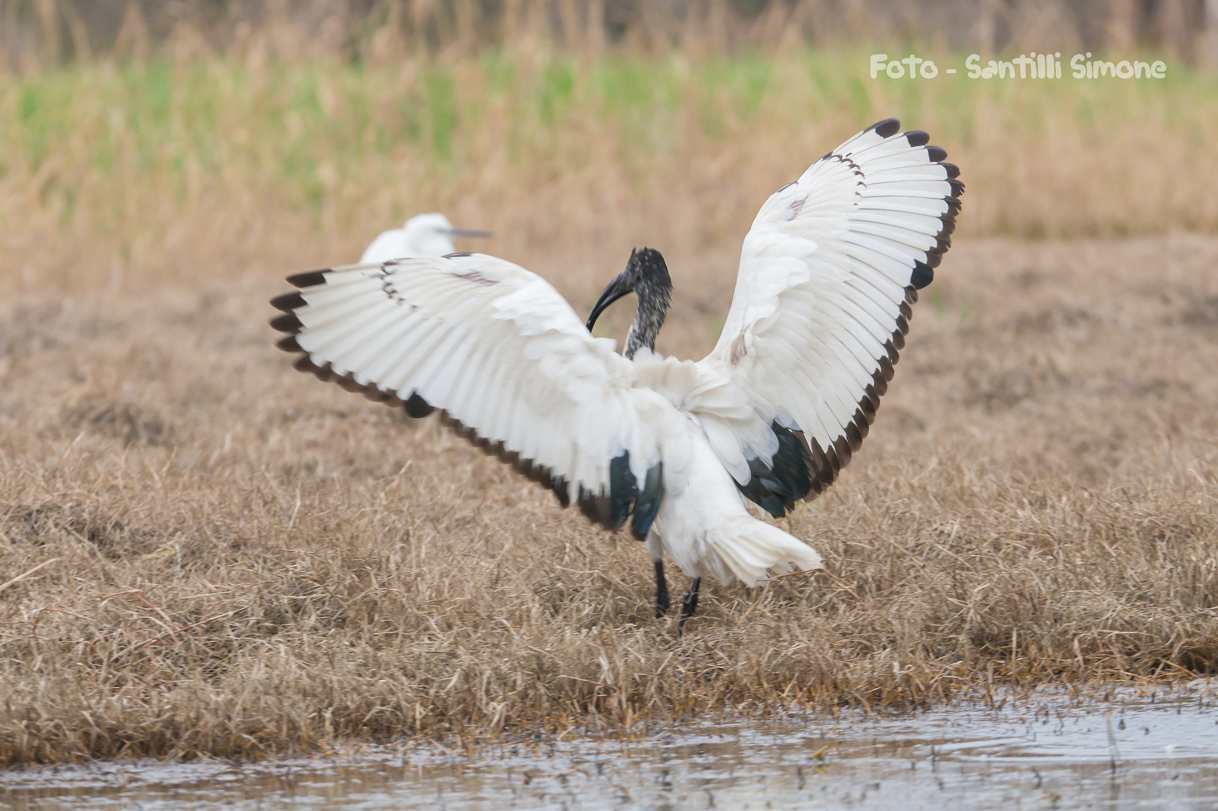 Ibis Sacro - Atterraggio