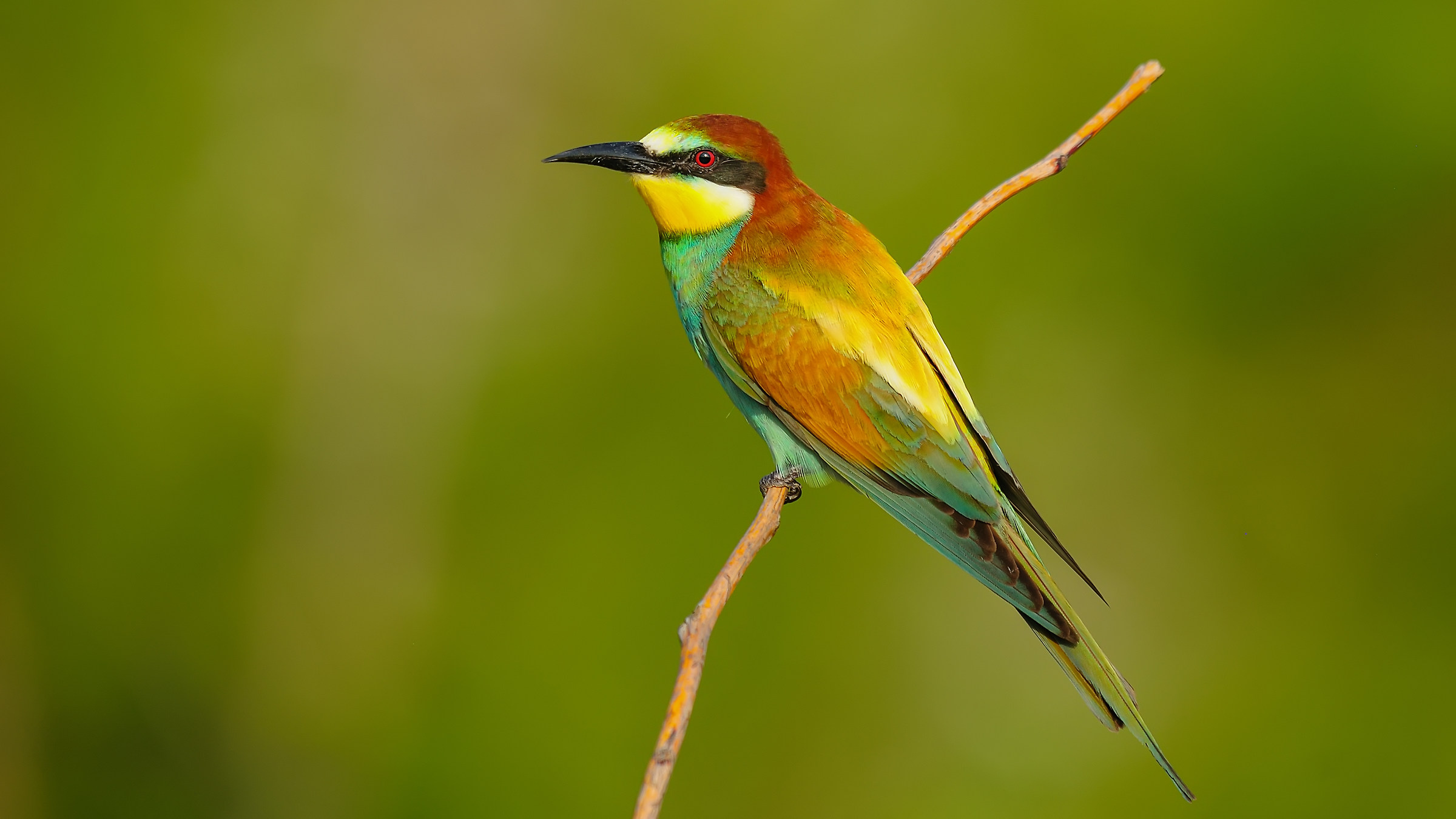 Merops apiaster)