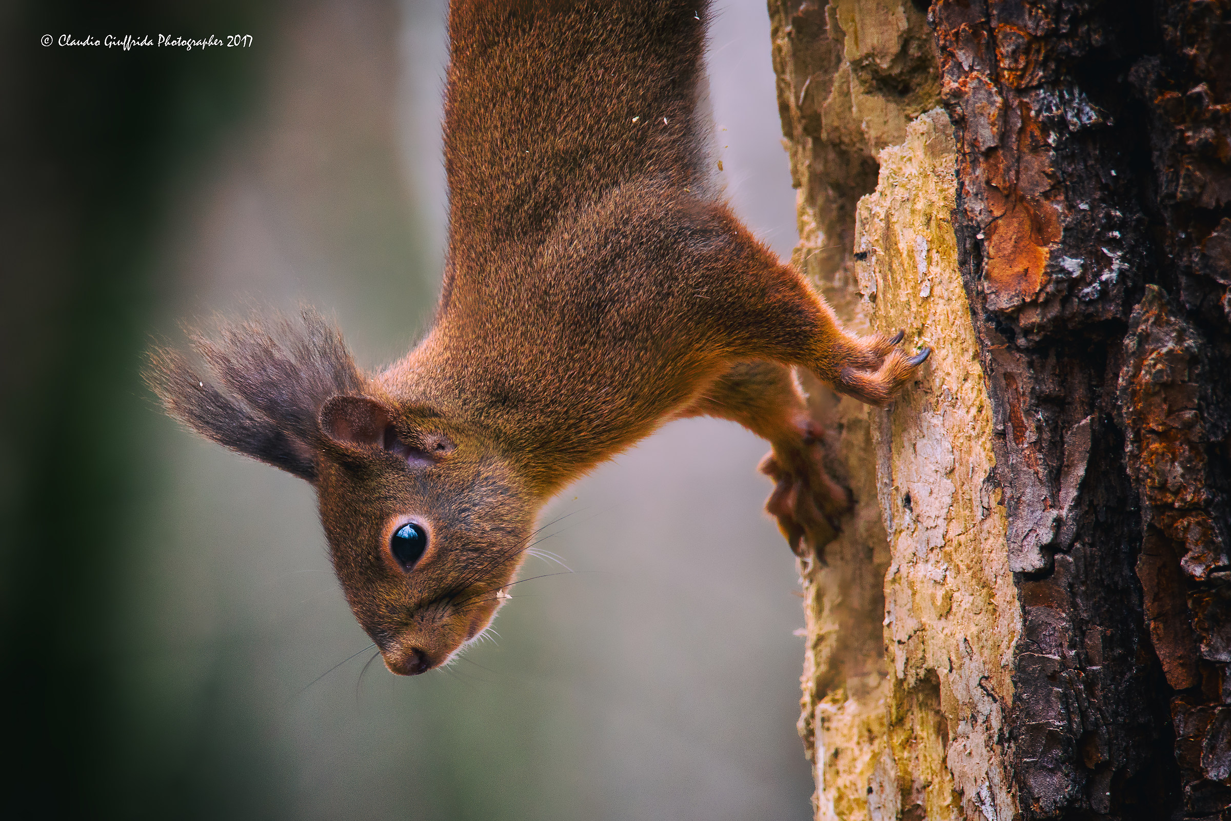 Sciurus vulgaris - scoiattolo rosso
