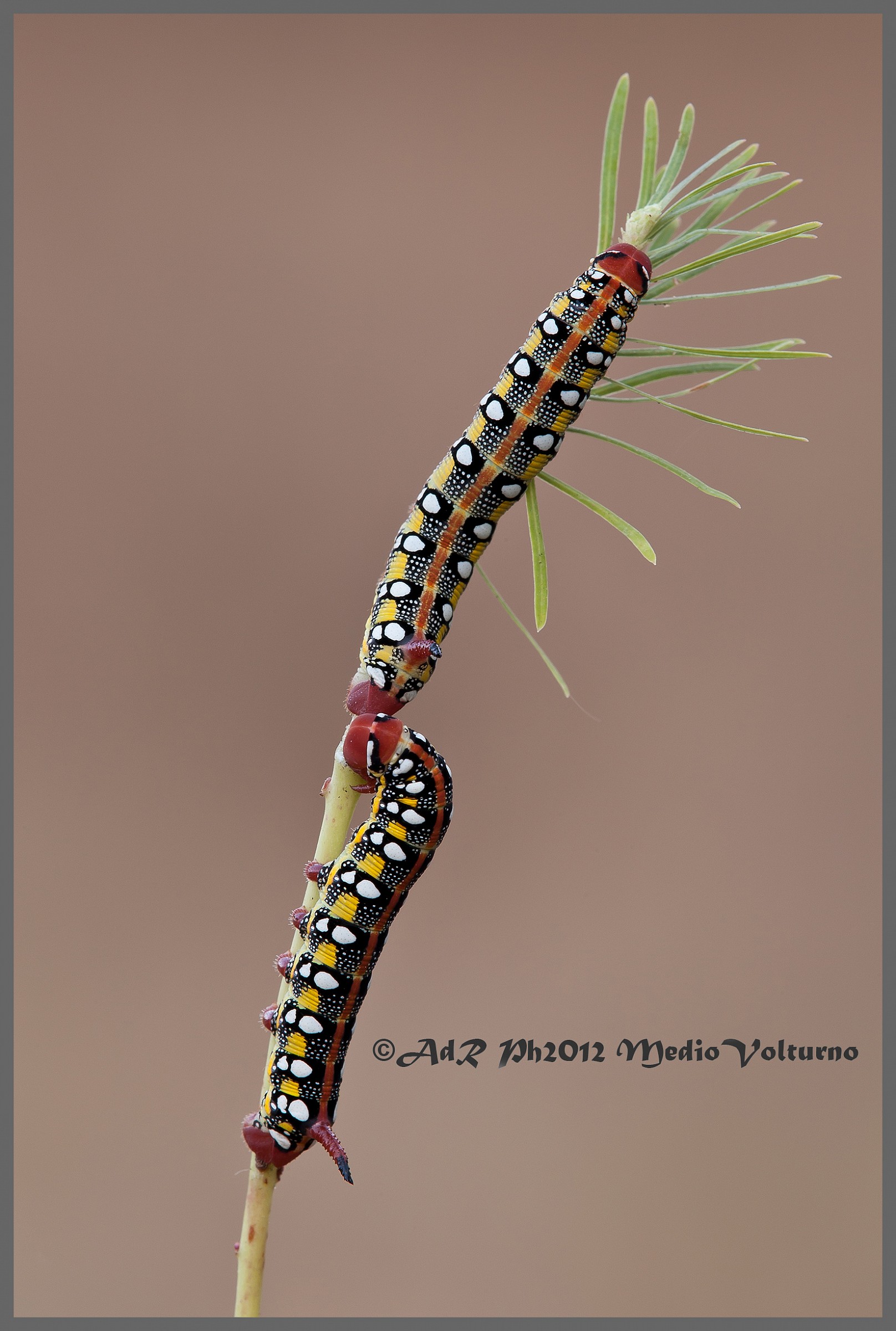 Train-Sphinx Euphorbia