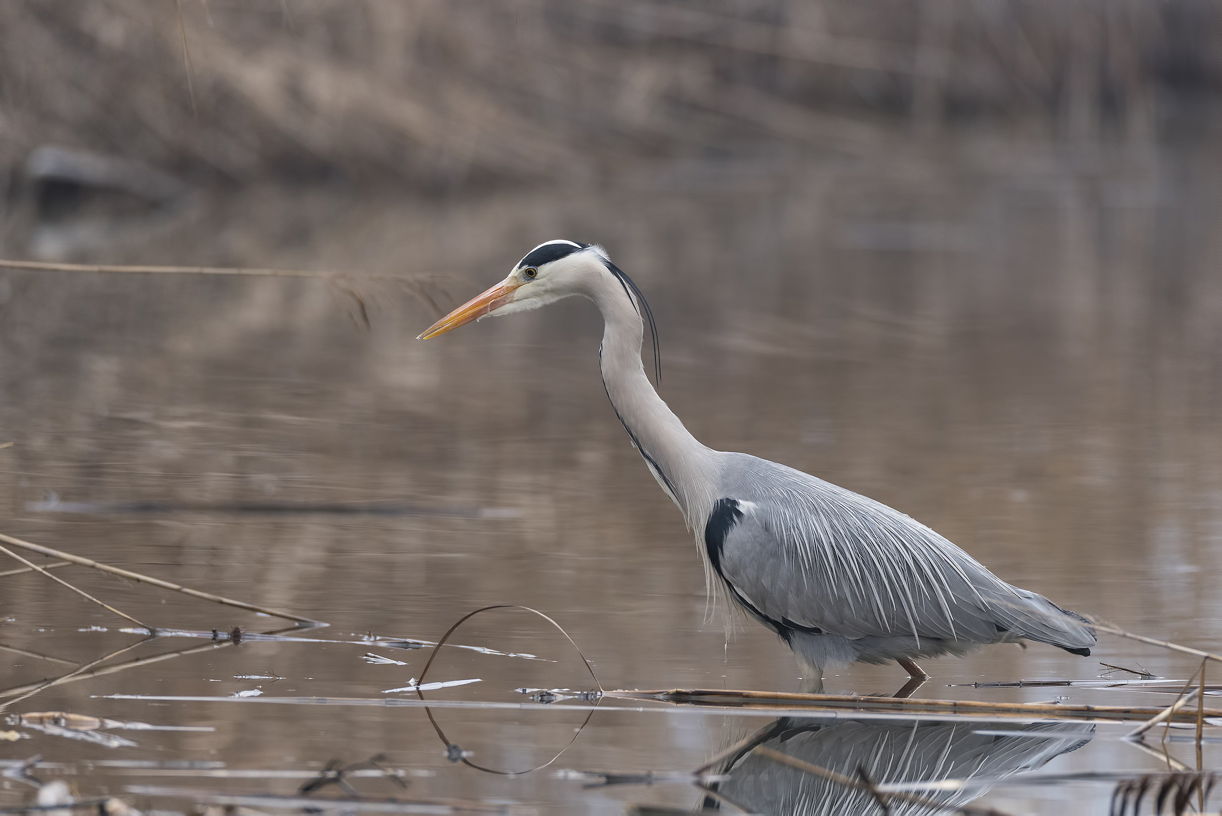 Heron fishing