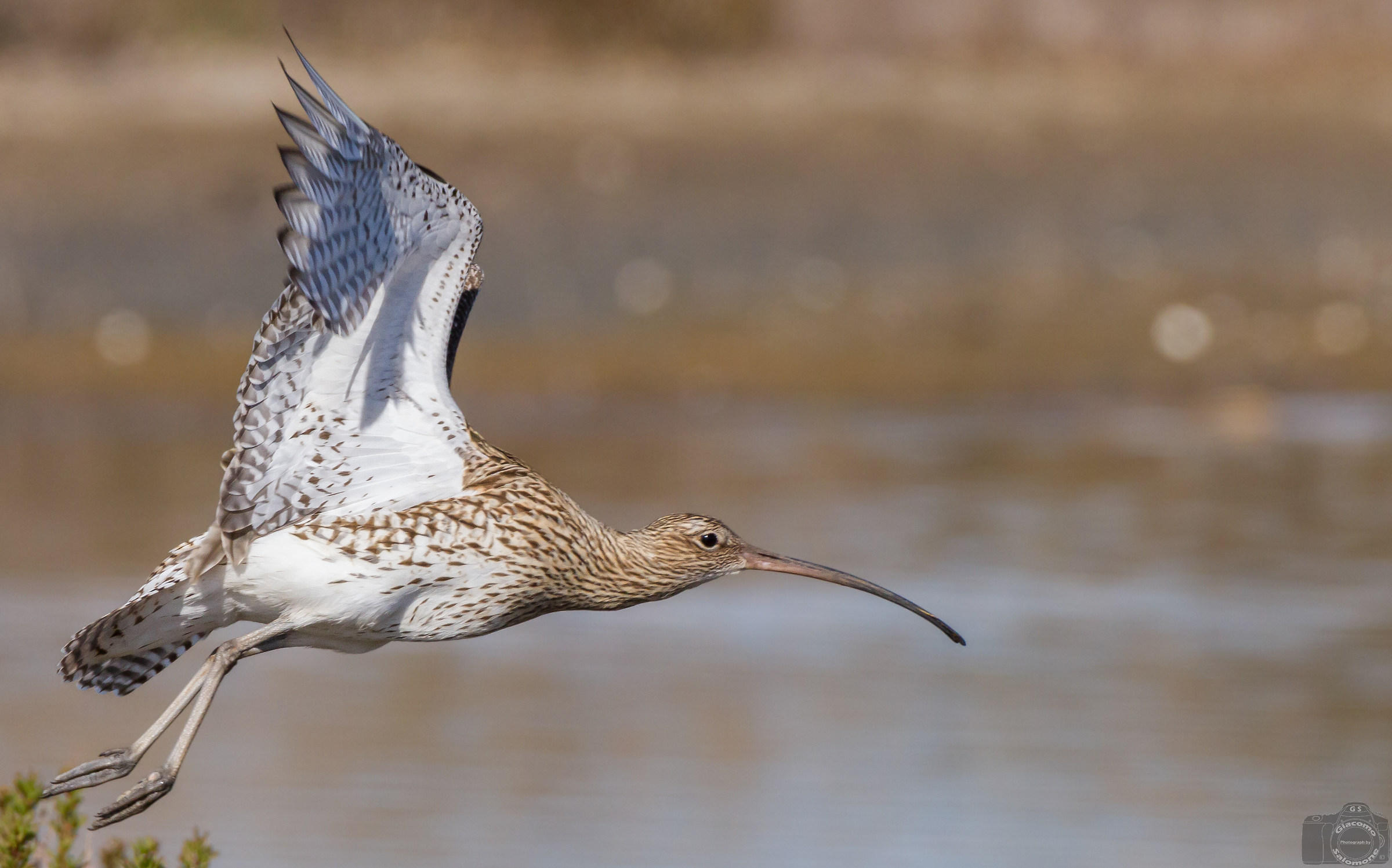Eurasian Curlew in flight