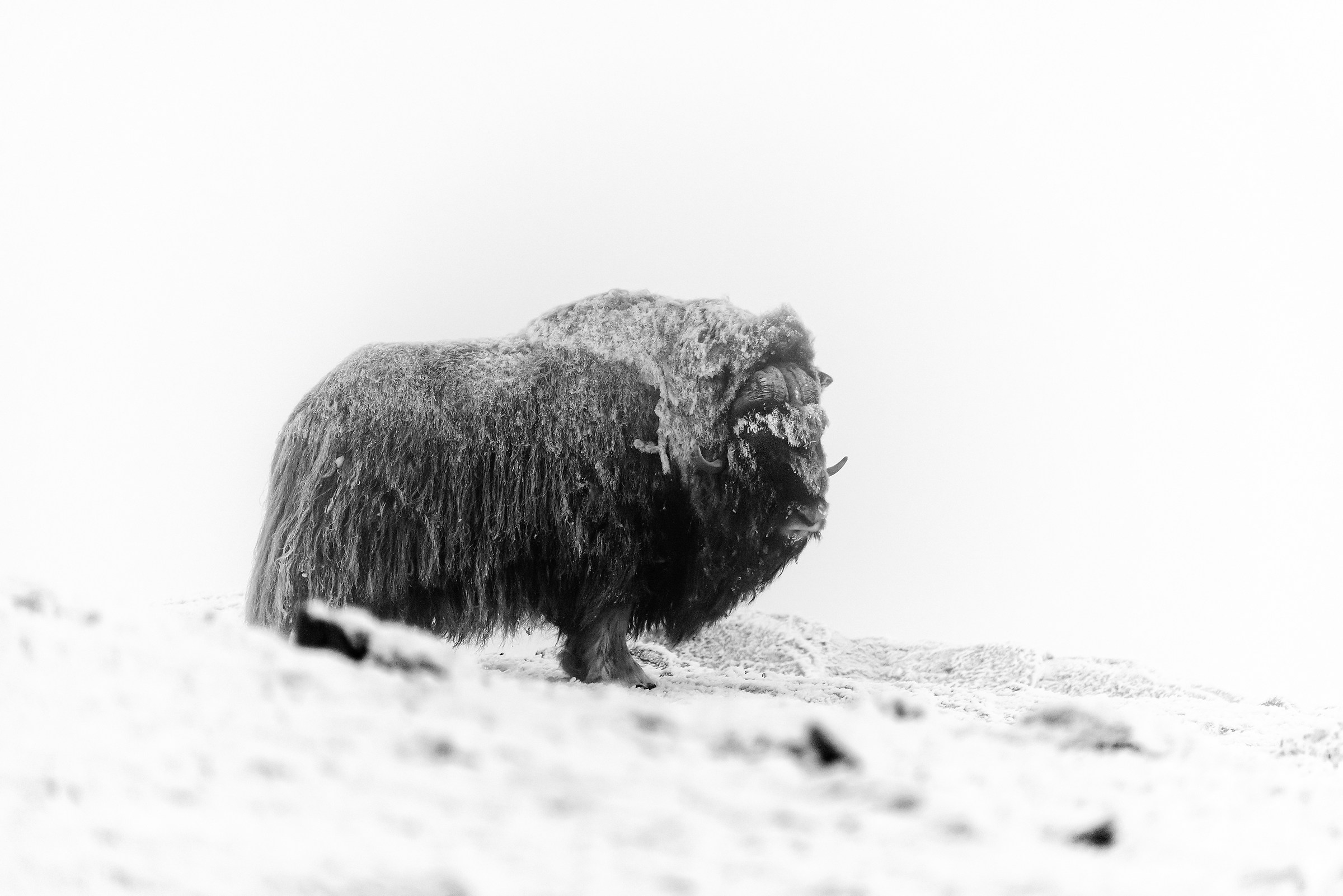 Dovrefjell 2017 - Musk ox, tra la nebbia e il gelo