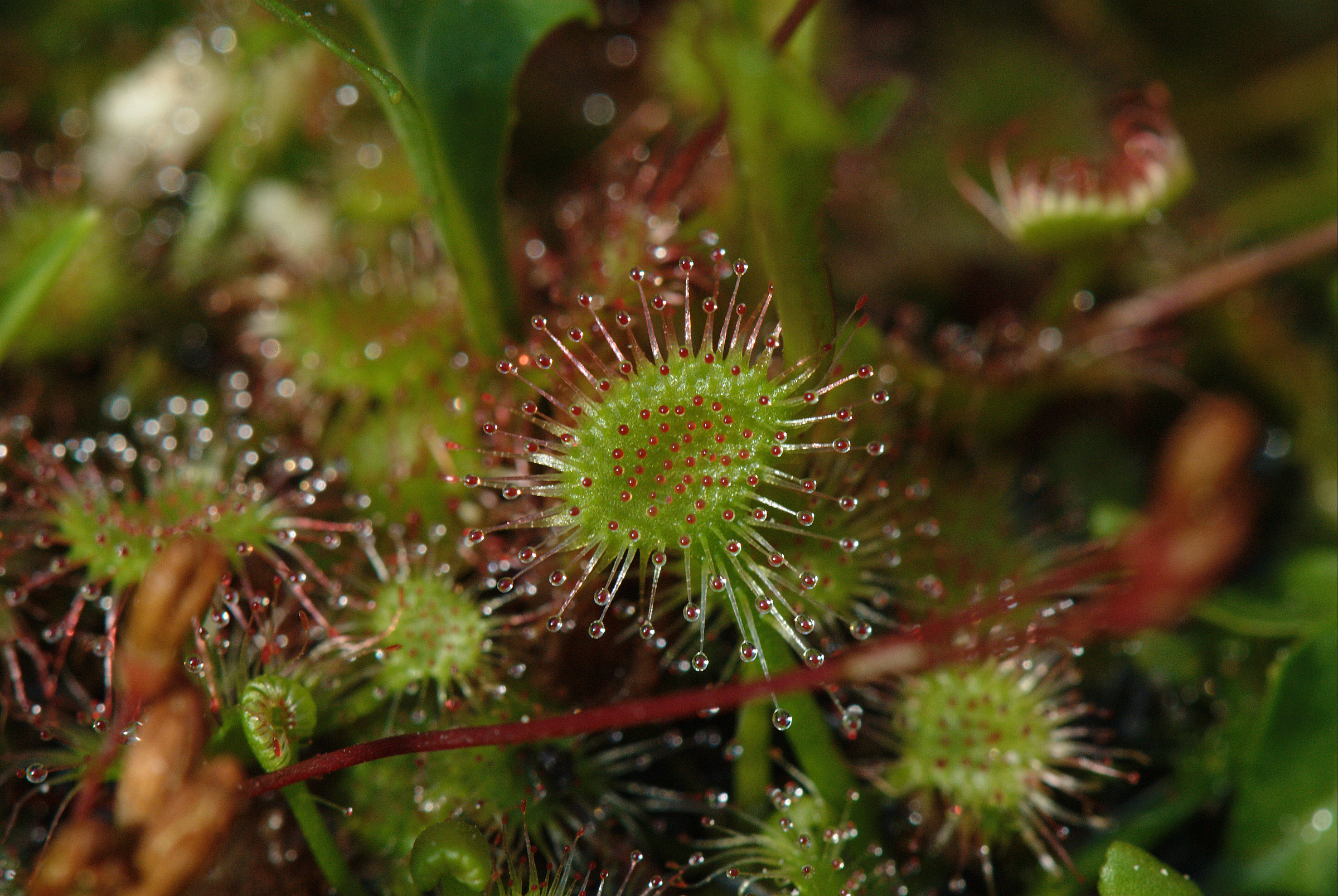 Drosera rotundifolia