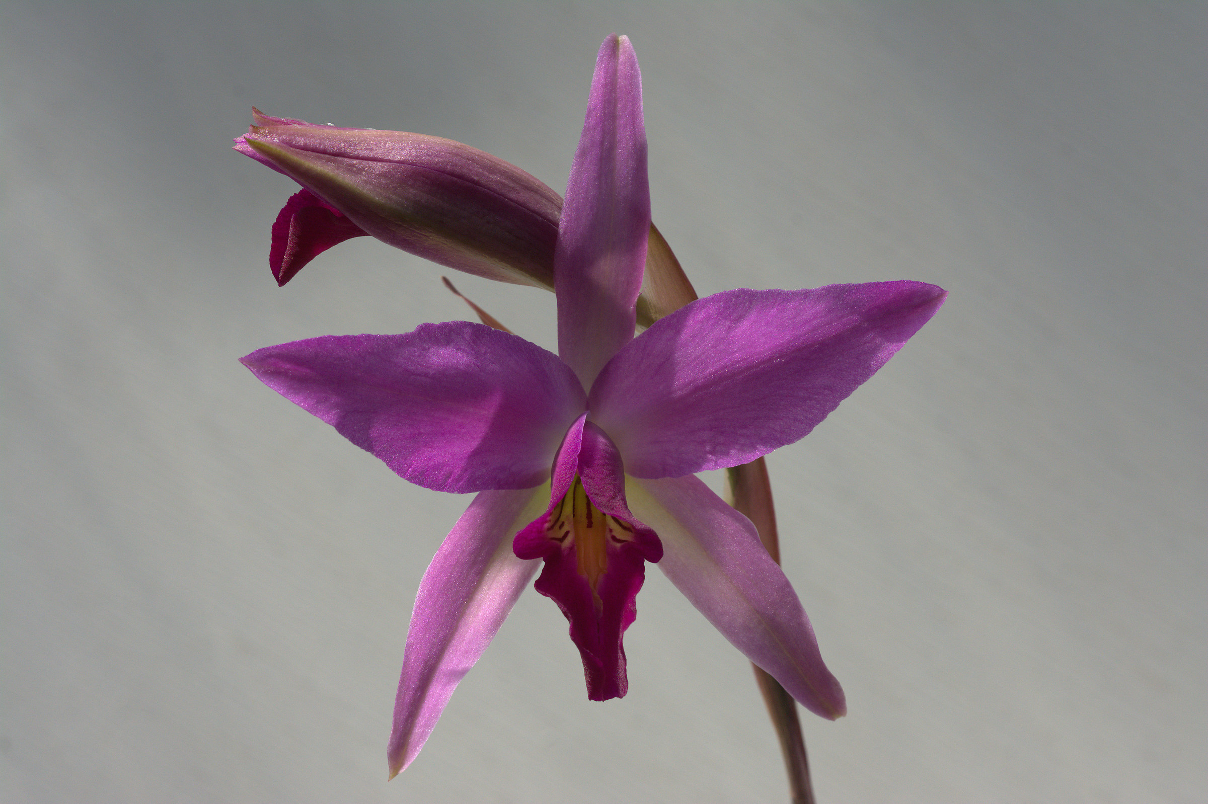 Laelia anceps