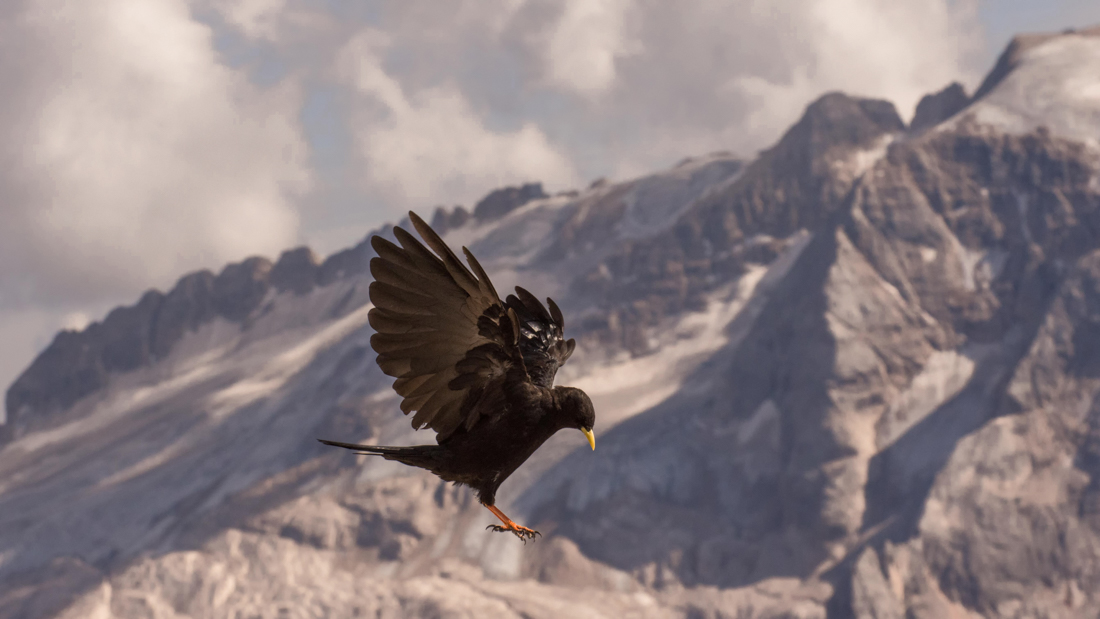 the CAW and the Marmolada