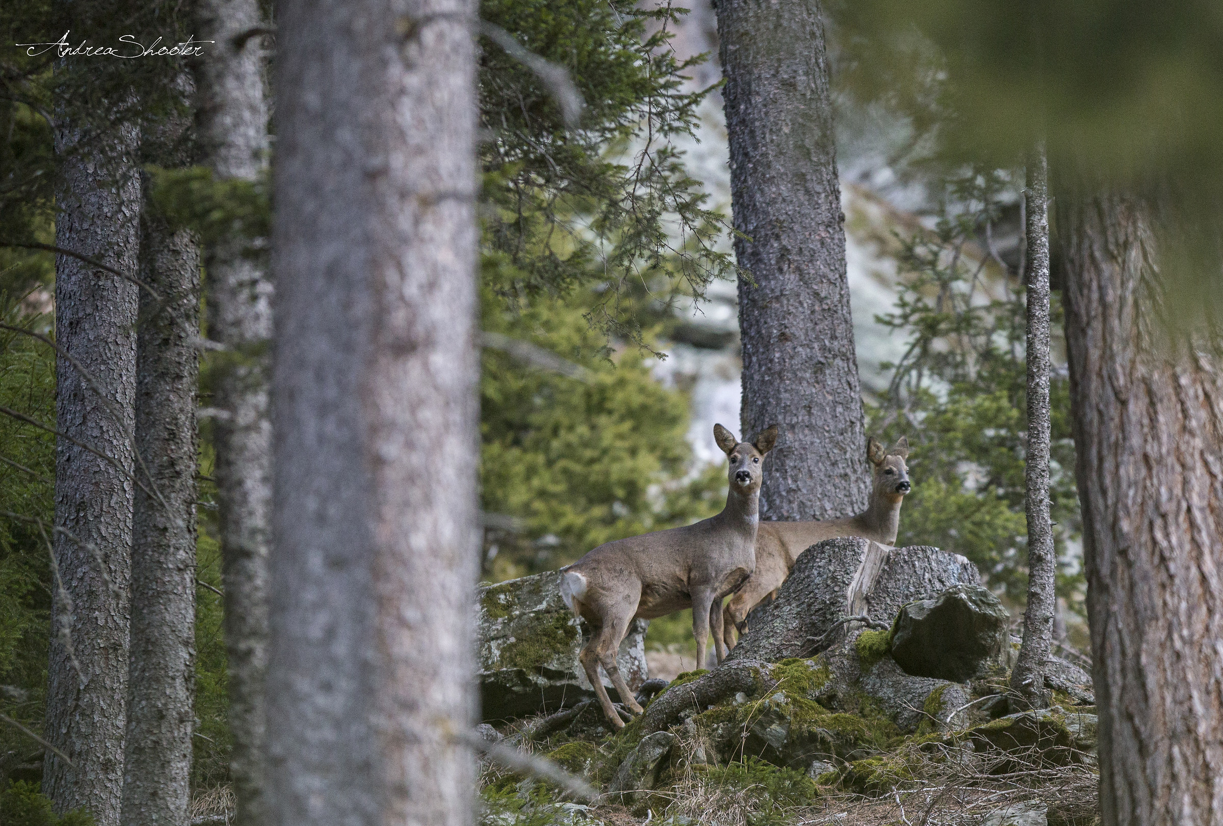 Goblins of the forest.