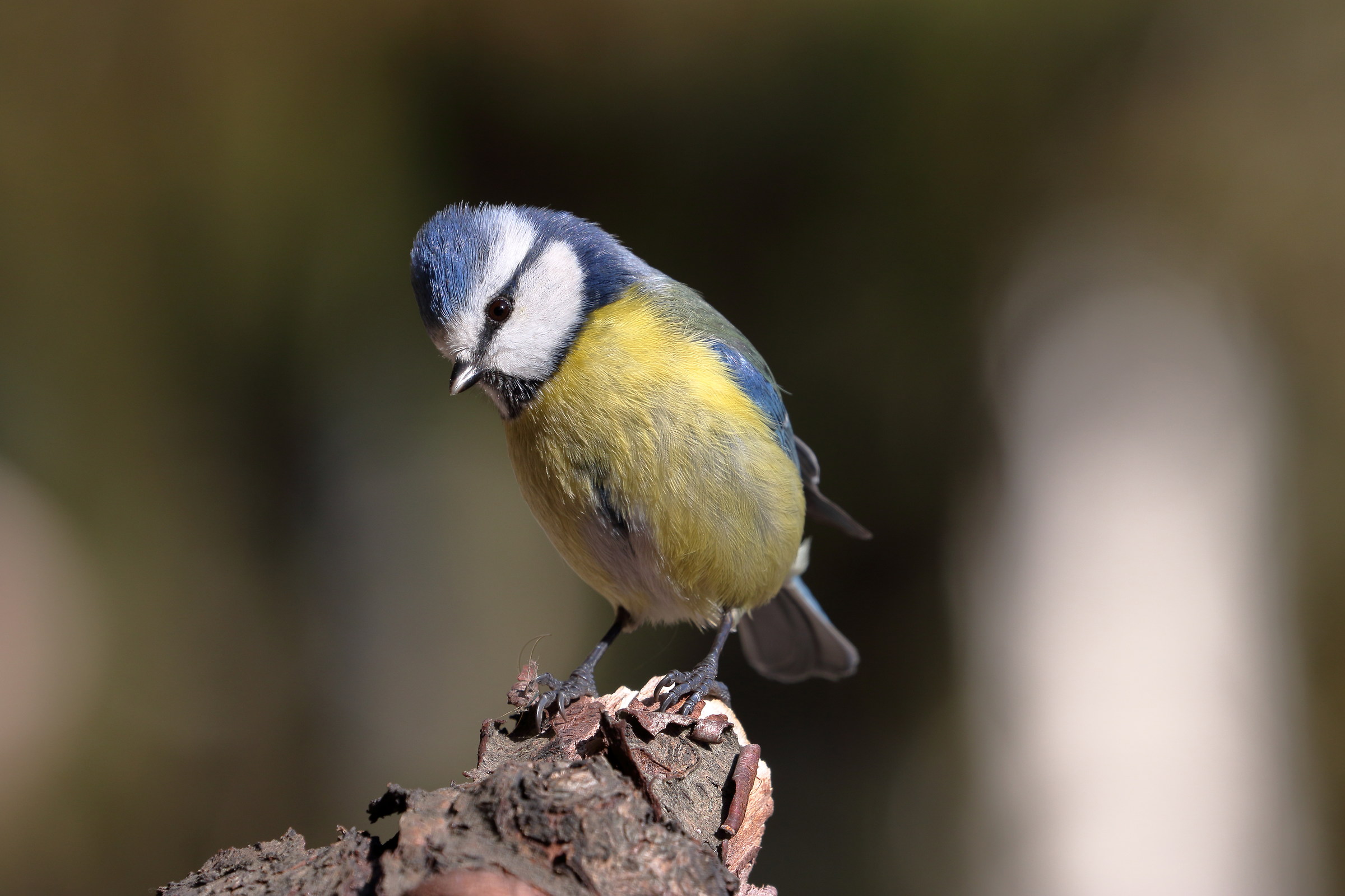 Blue Tit looking