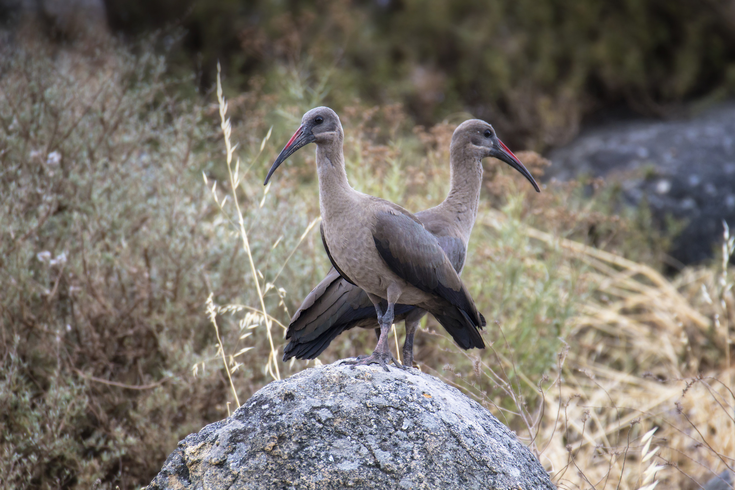 Di vedetta         #ibis #Hadada #BostrychiaHagedash