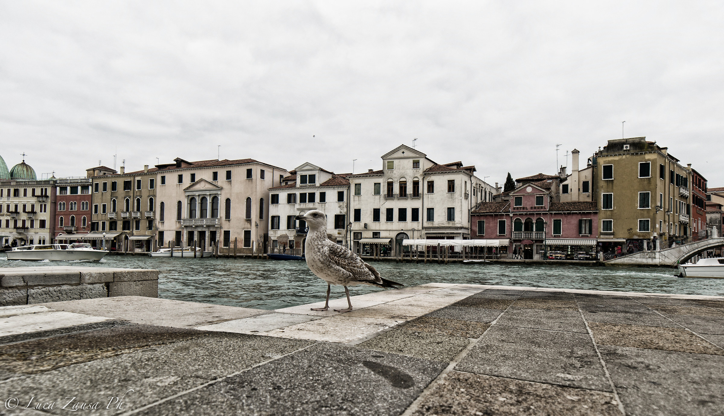 Gabbiano vanitoso (croccao)