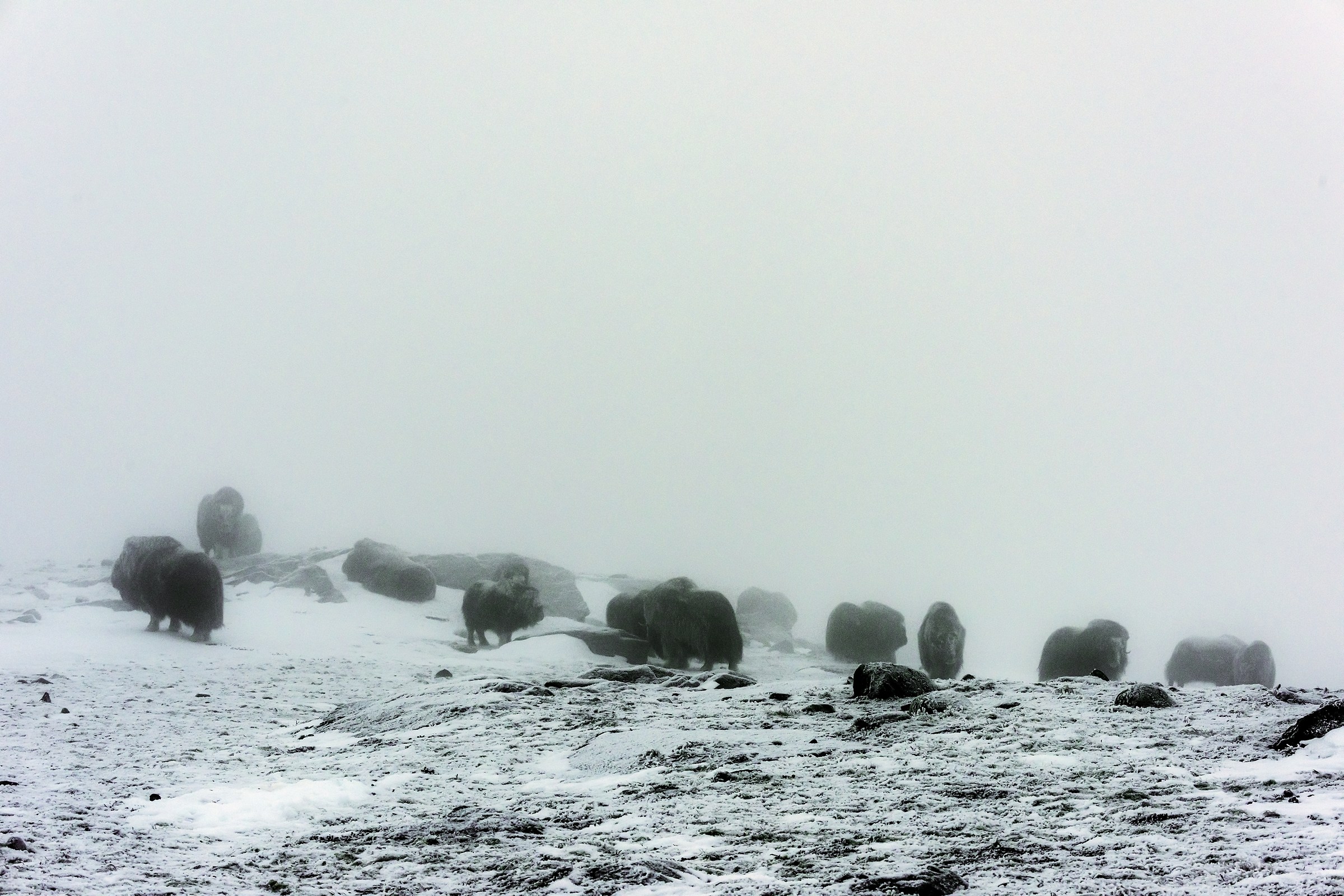 Dovrefjell 2017 - Musk ox, tra la nebbia e il gelo
