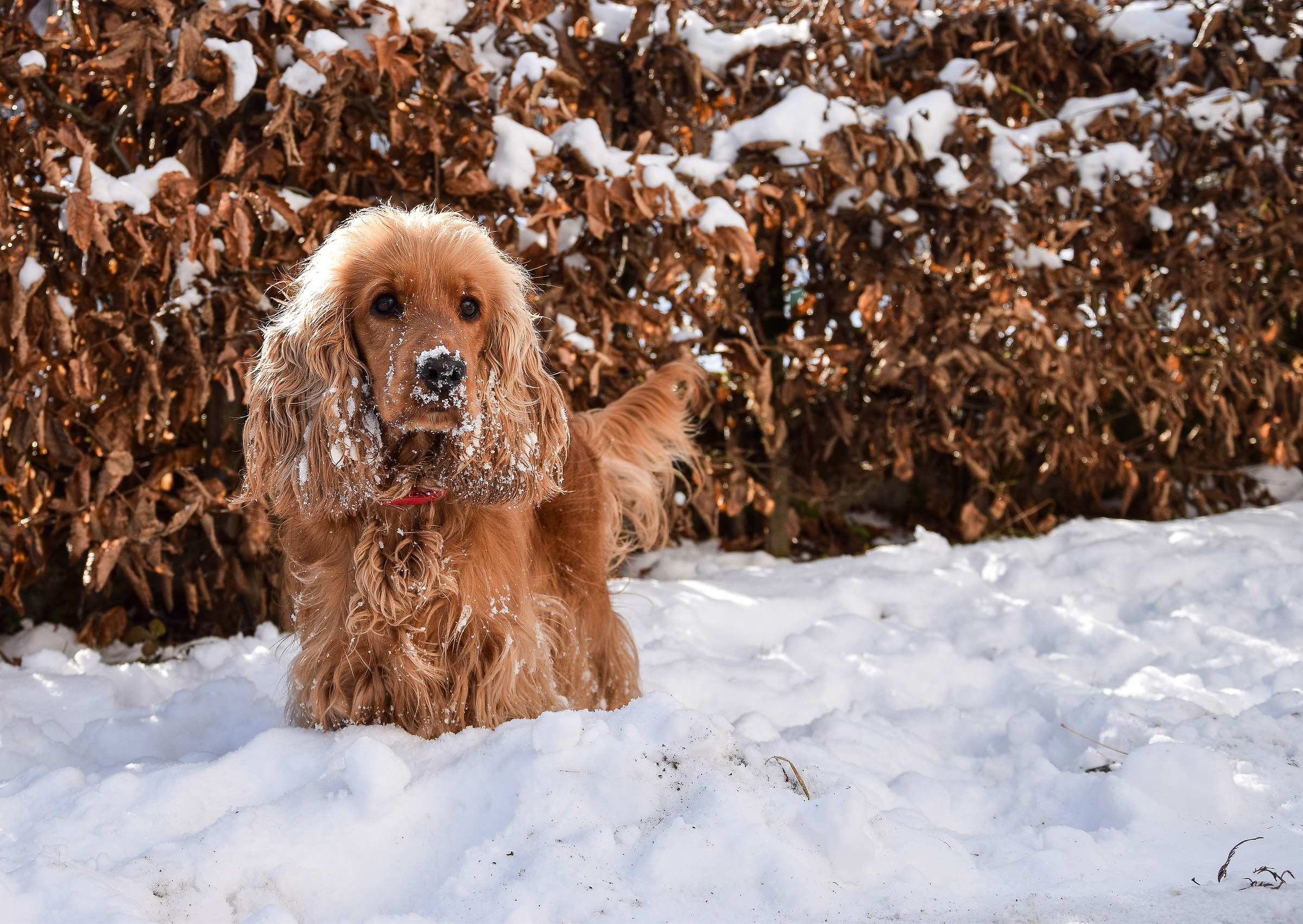 Playing in the snow