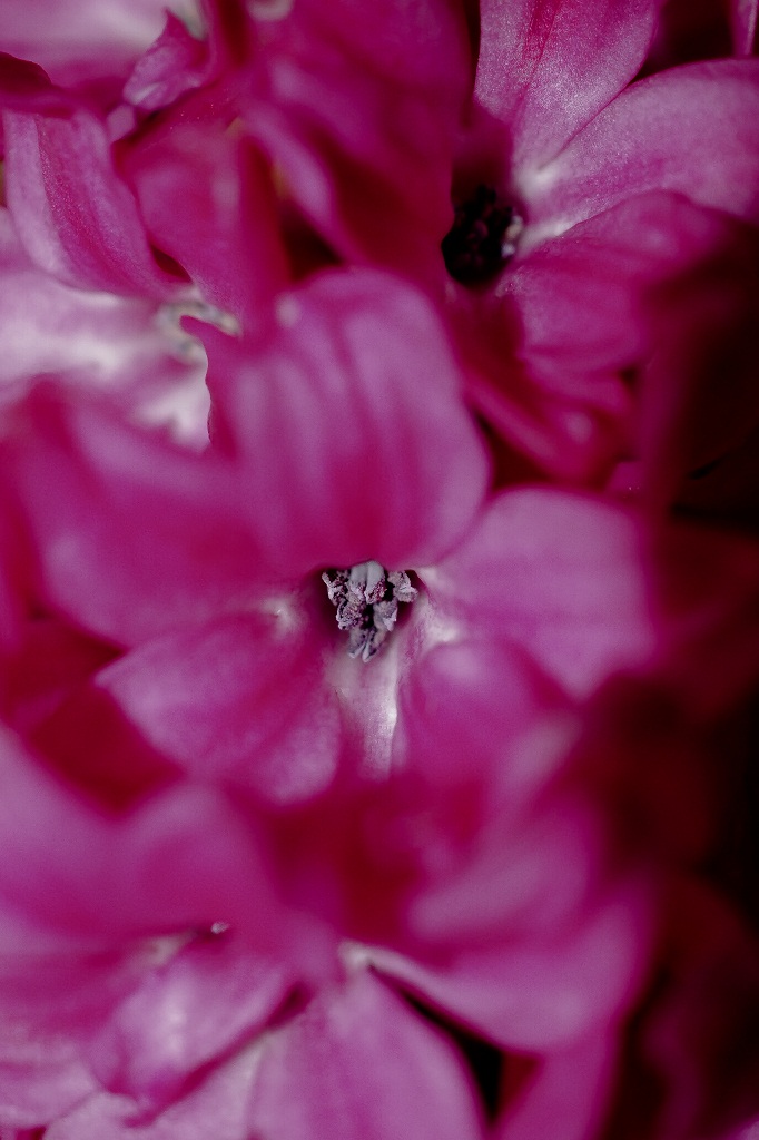 Giacinto  in 30 mm...