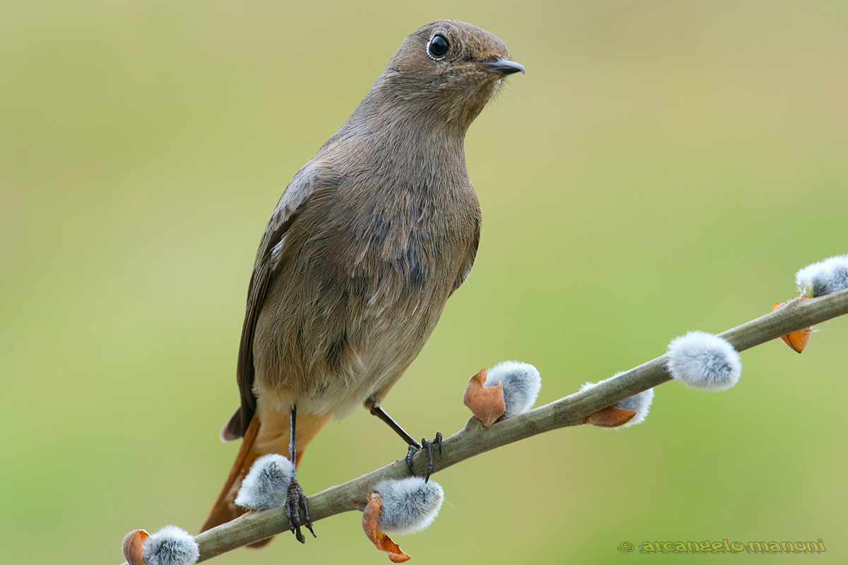 The redstart and the first buds of spring