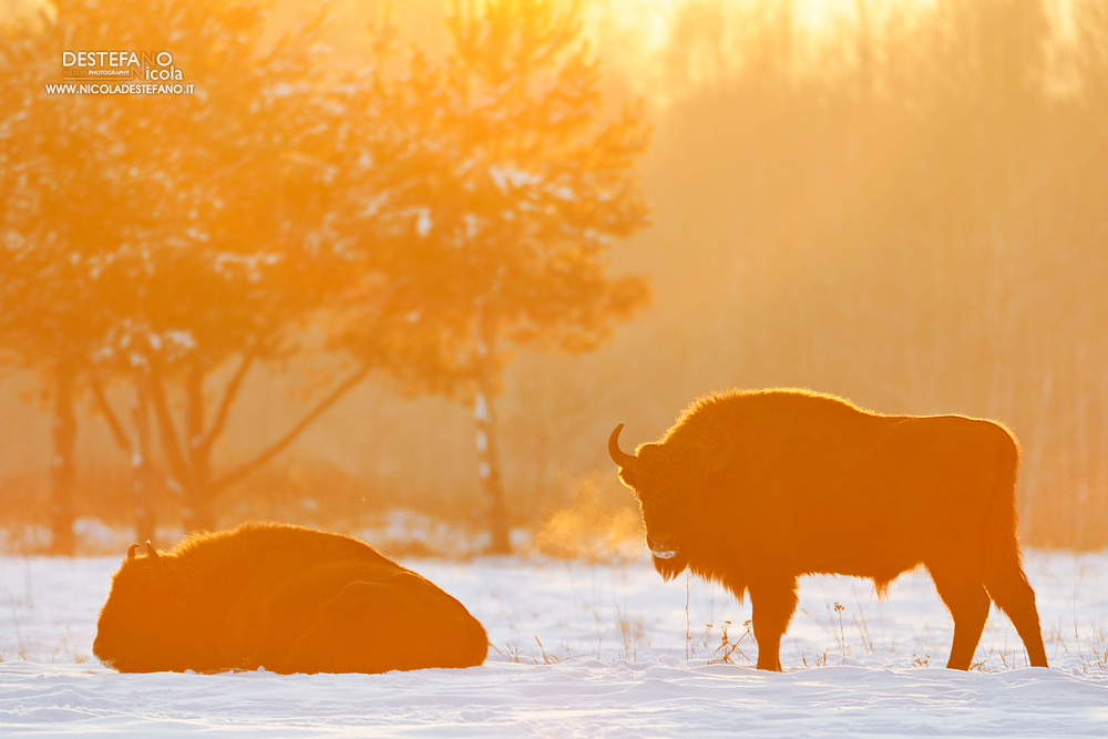 Bison at sunset