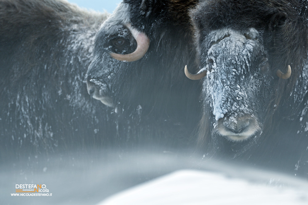 musk oxen