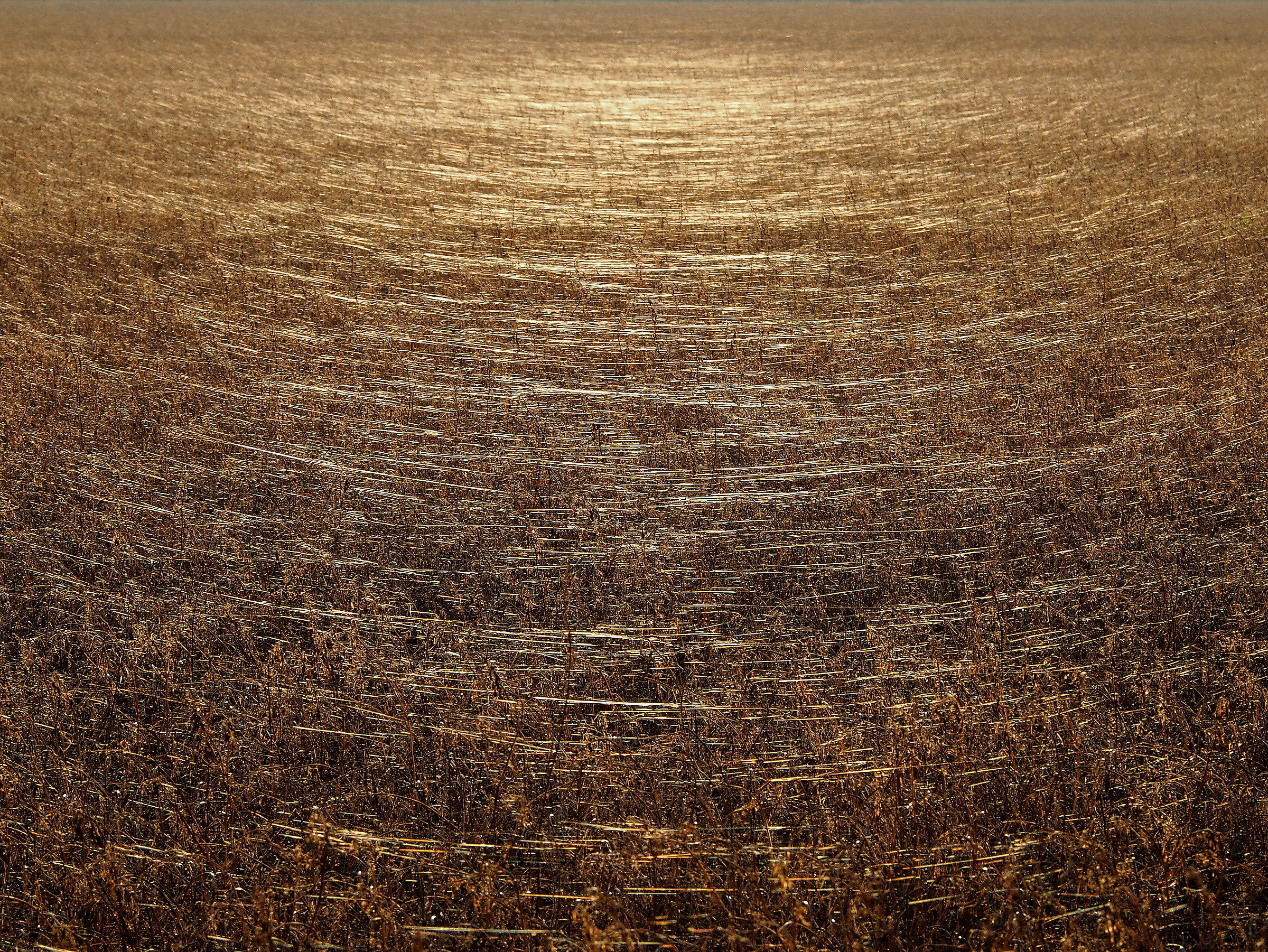 Cobwebs in the fields