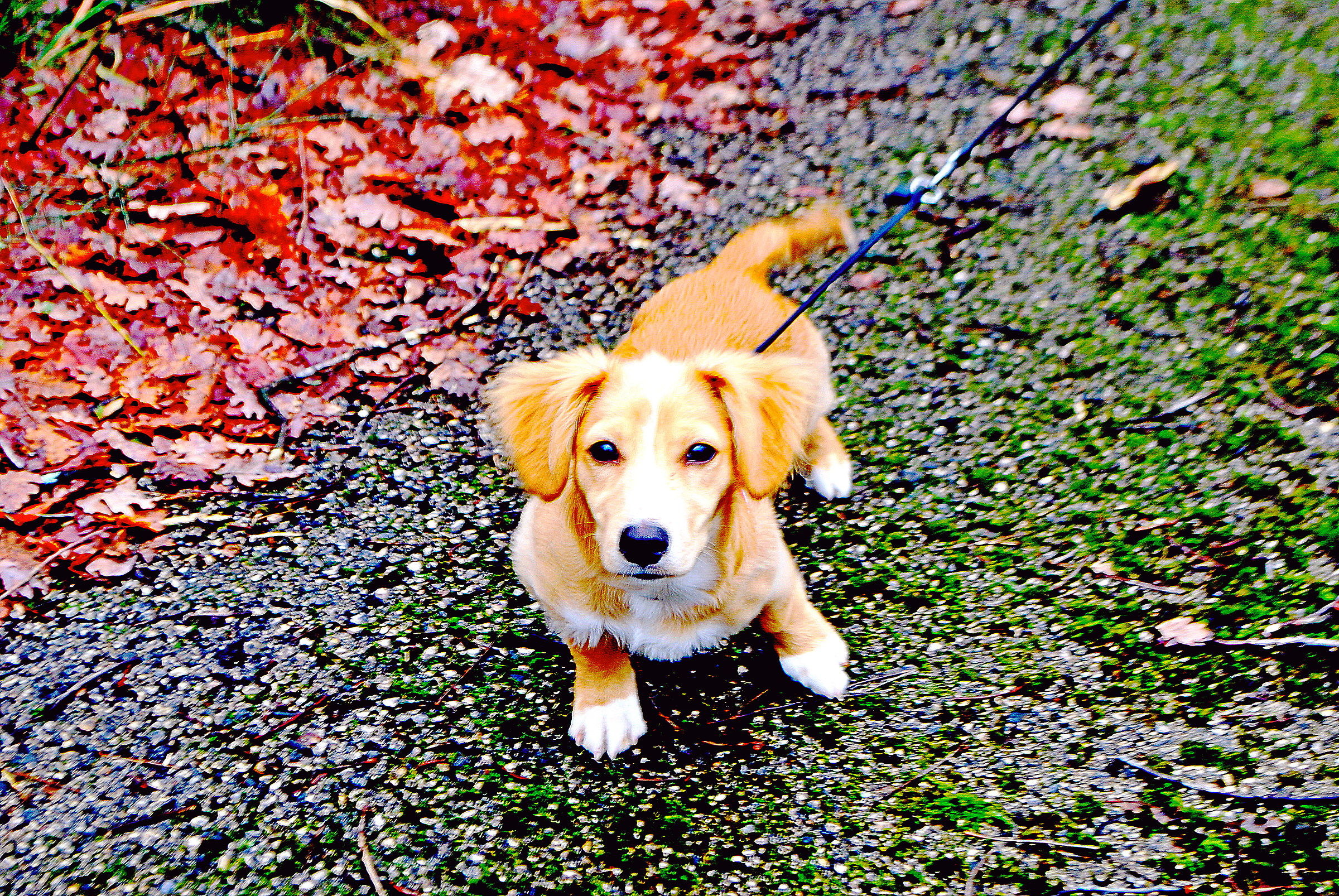 cane bello più bello