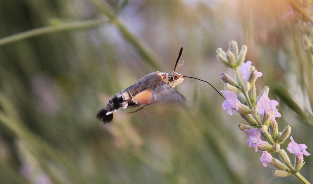 Sfinge del galio (Macroglossum stellatarum Linnaeus).