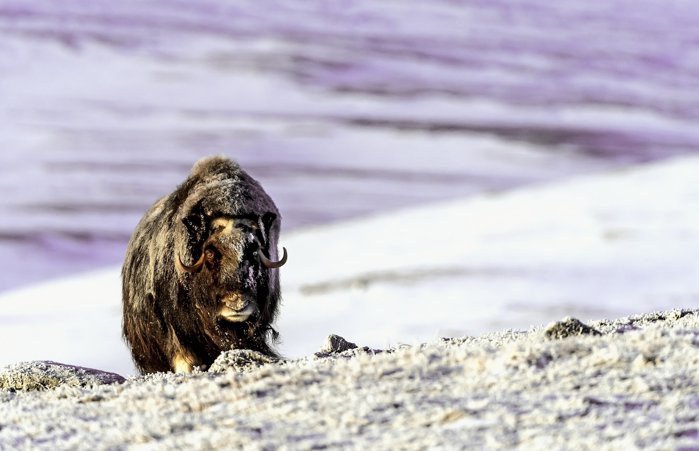Dovrefjell 2017 - Musk ox