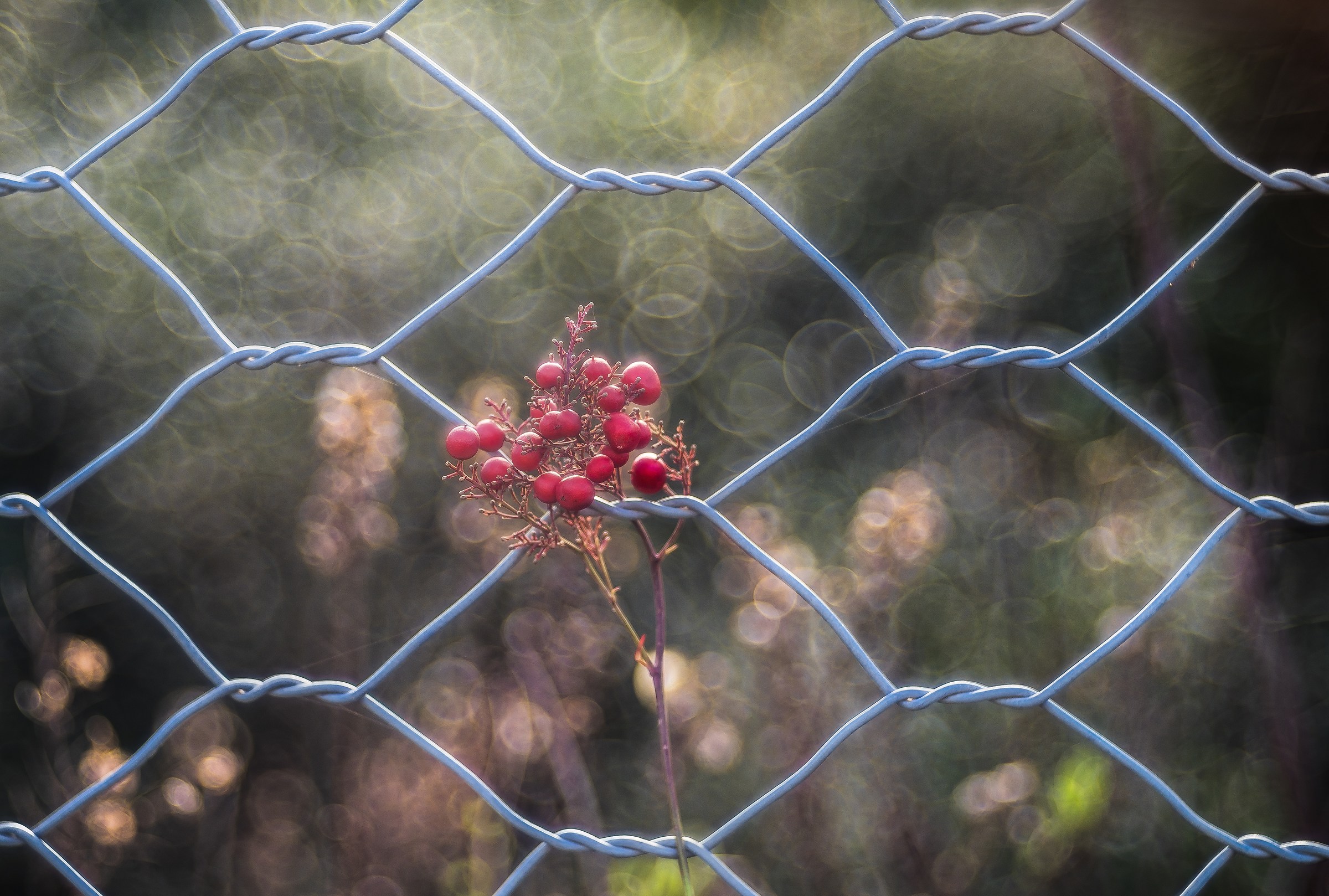 Prigionieri del bokeh!