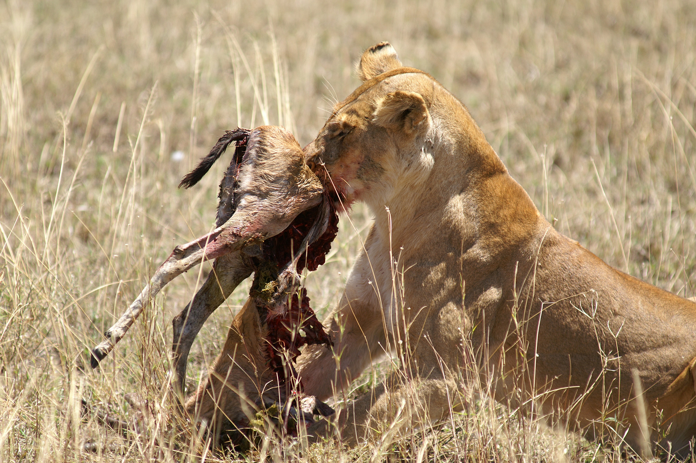 Lioness with prey