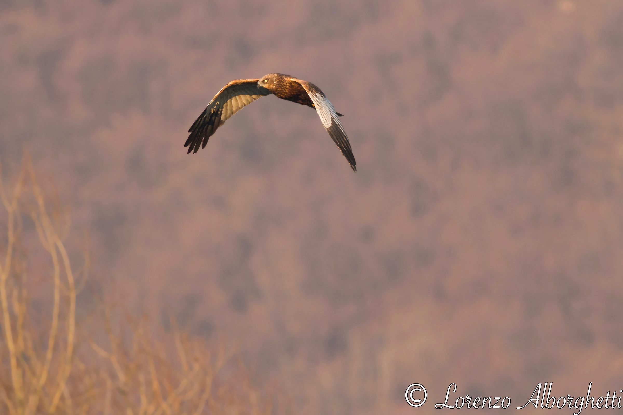 Falco di palude al tramonto