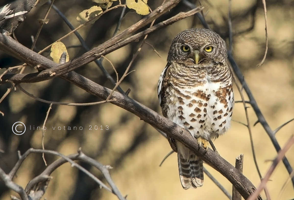 African Barred Owlet (Pygmy Owl Cape) Botswana