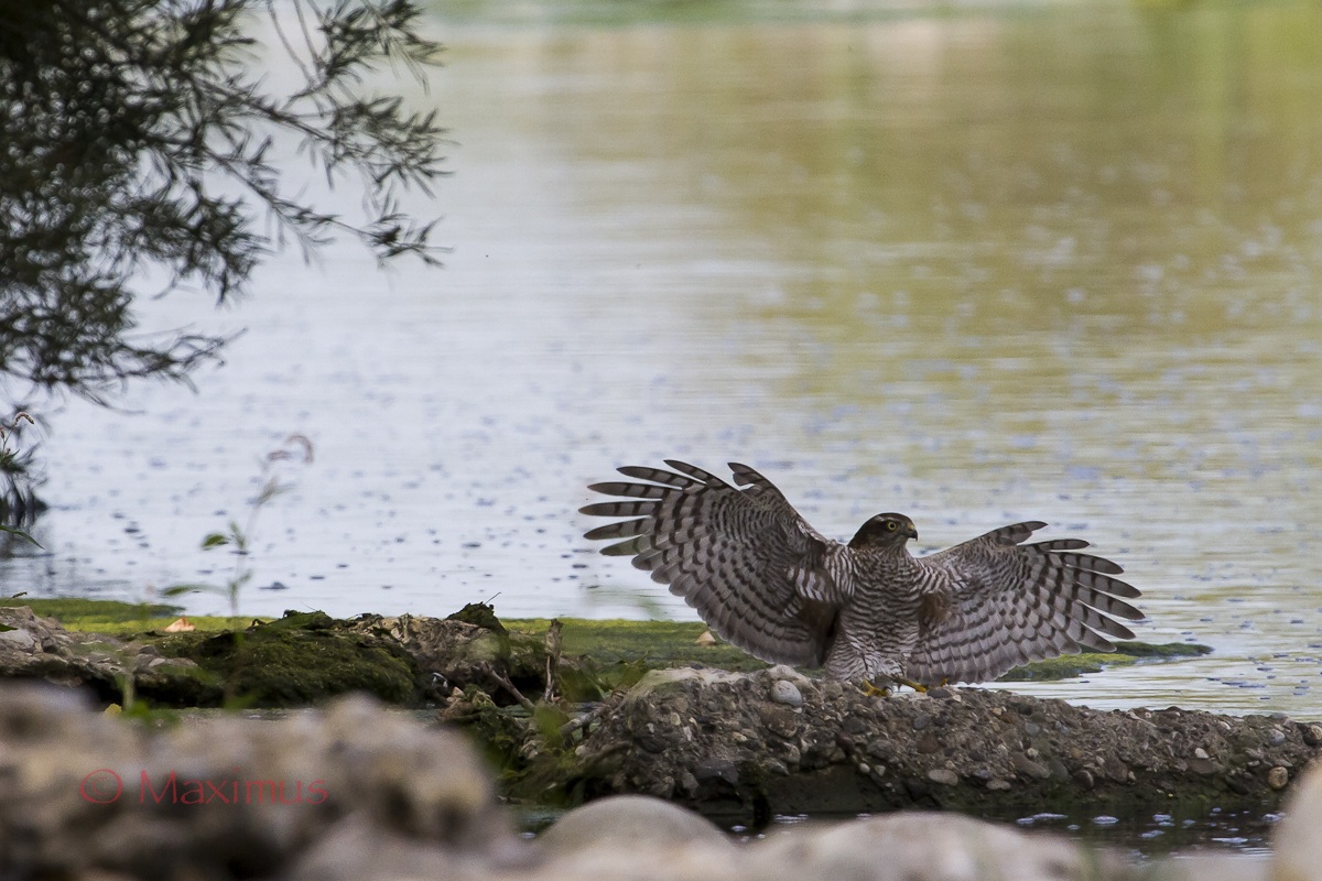 .. the landing of the Sparrowhawk ...