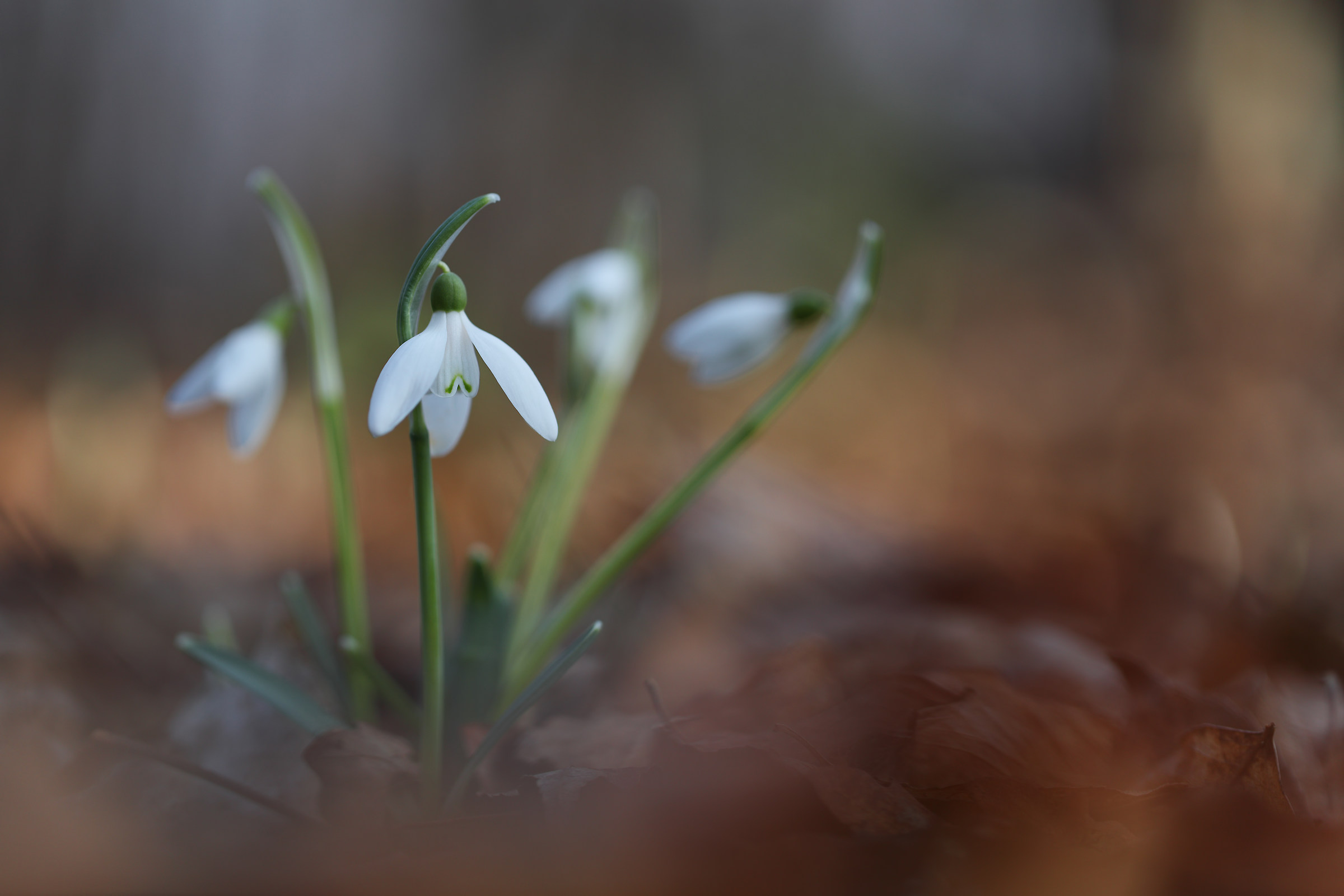 Snowdrop