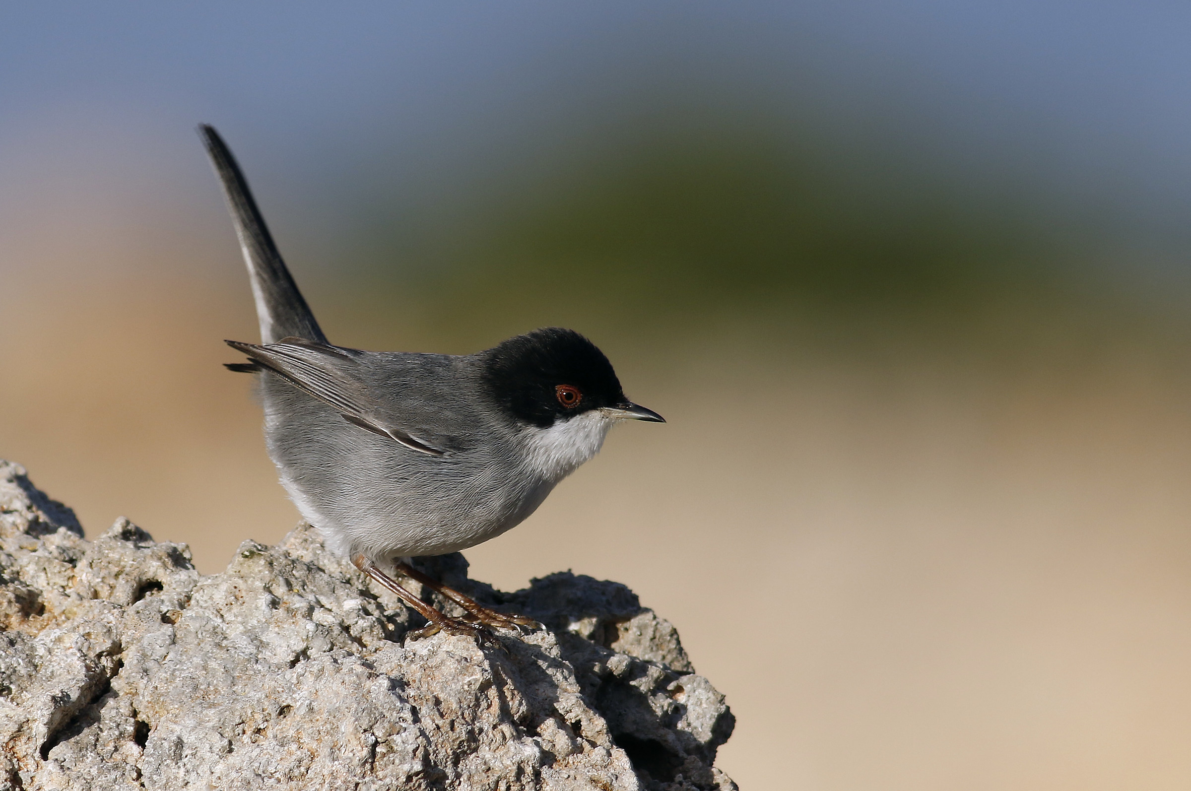 Sardo maschile verdognola.