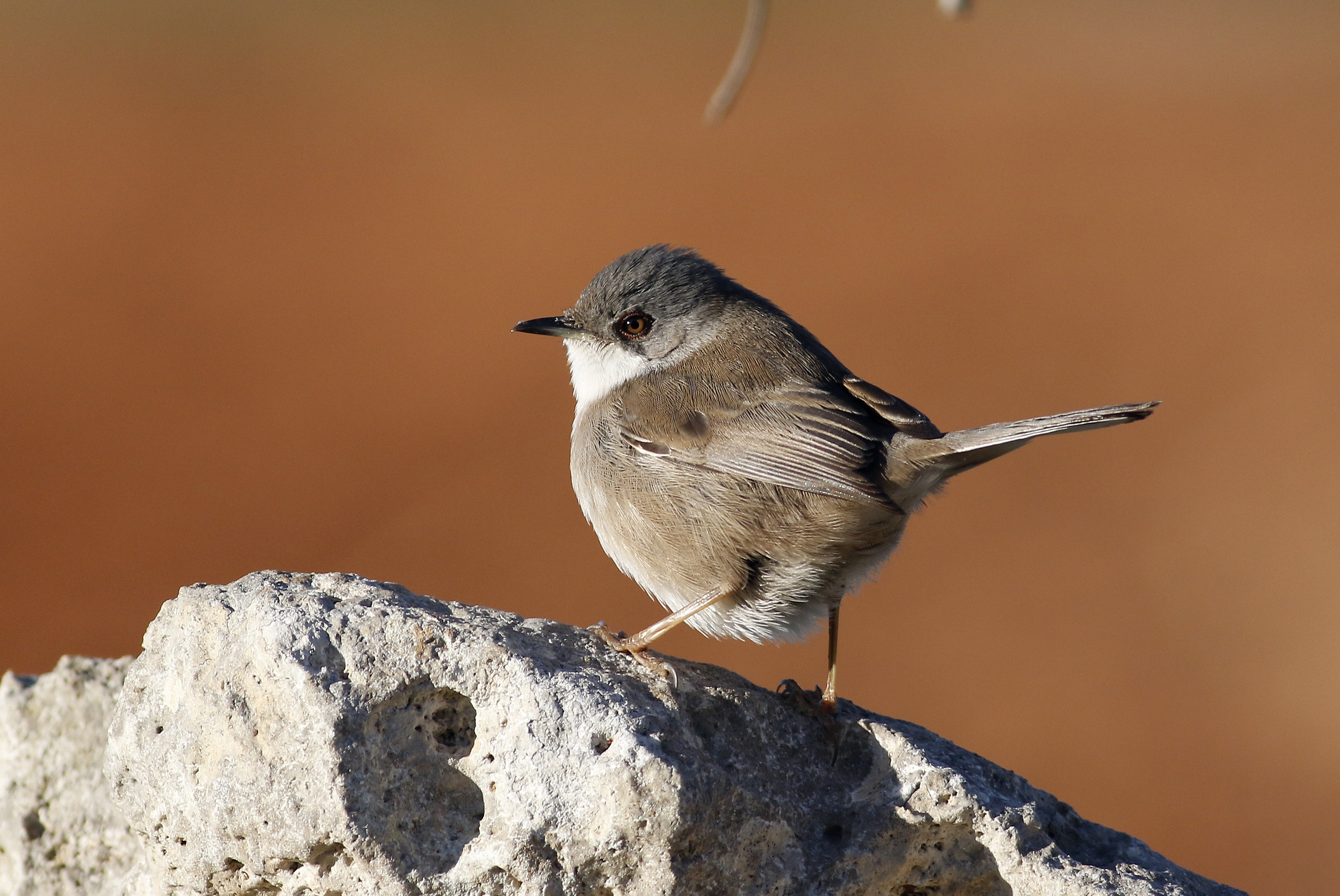 Femmina Occhiocotto.