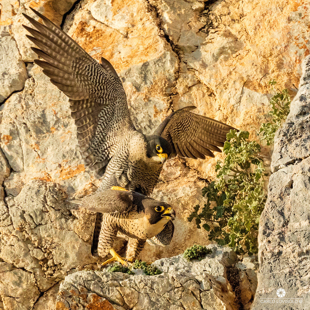 The pair of peregrine falcons