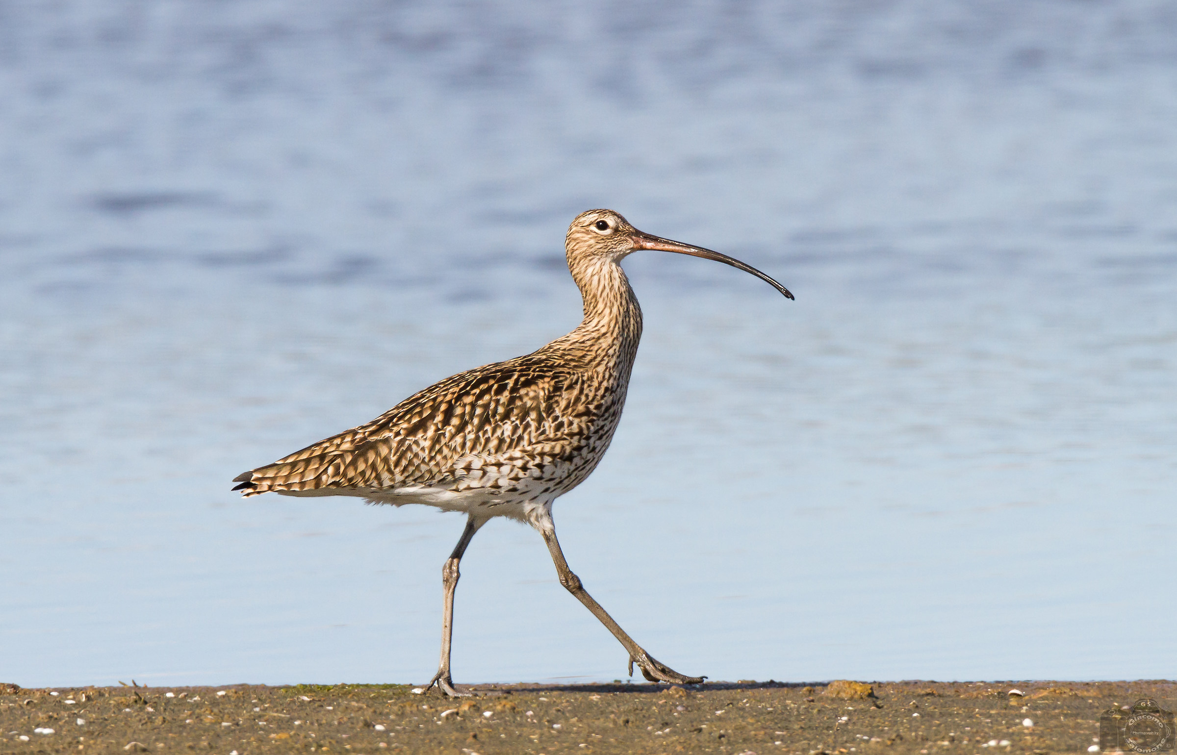 Curlew strolling