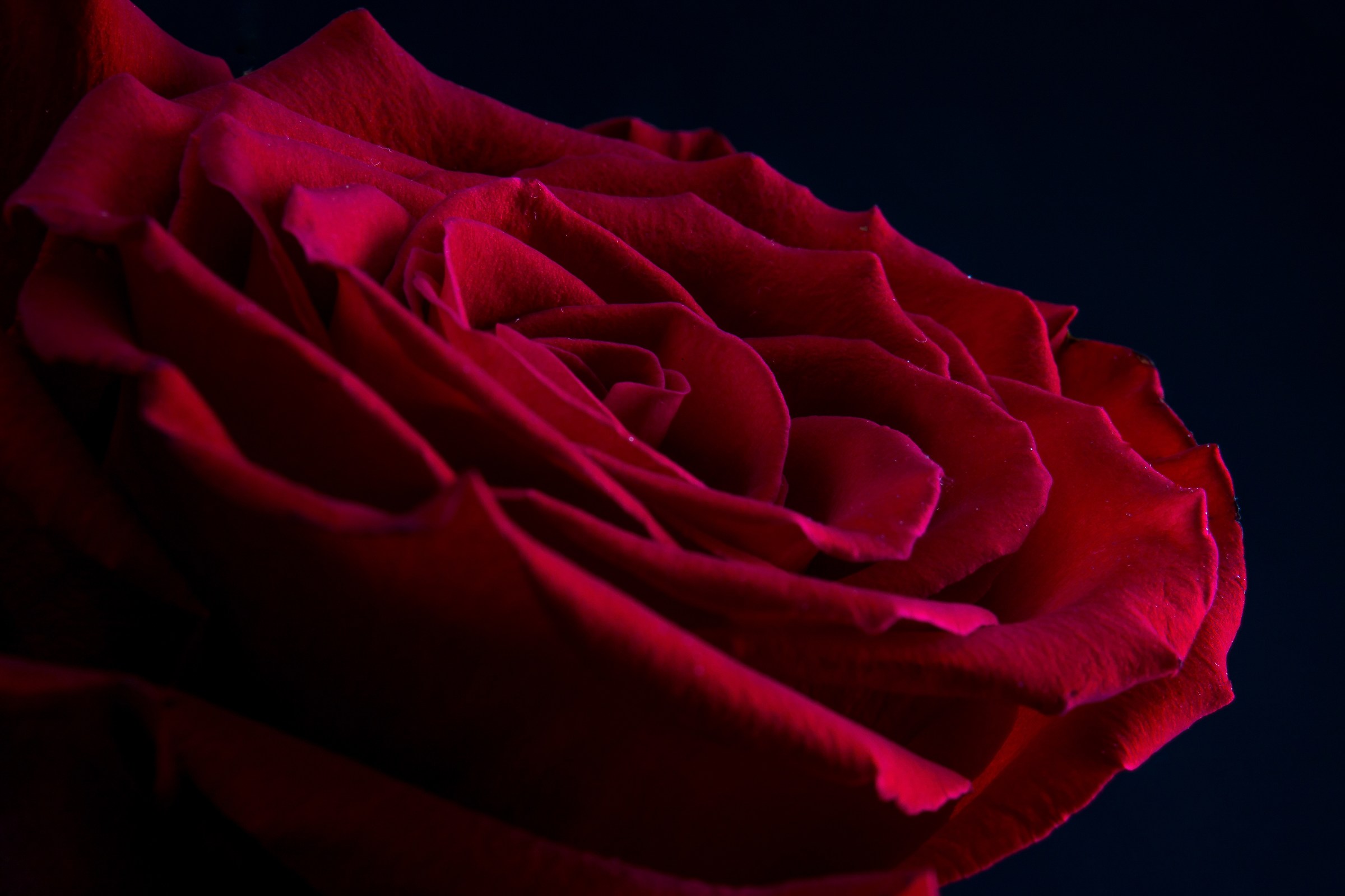 Happy Valentine's Day ...