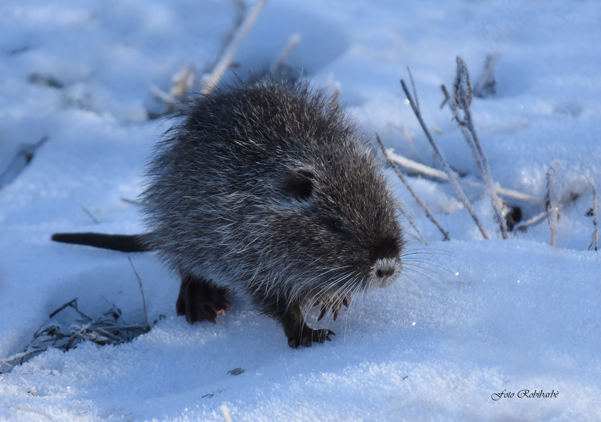 Nutria nevosa...