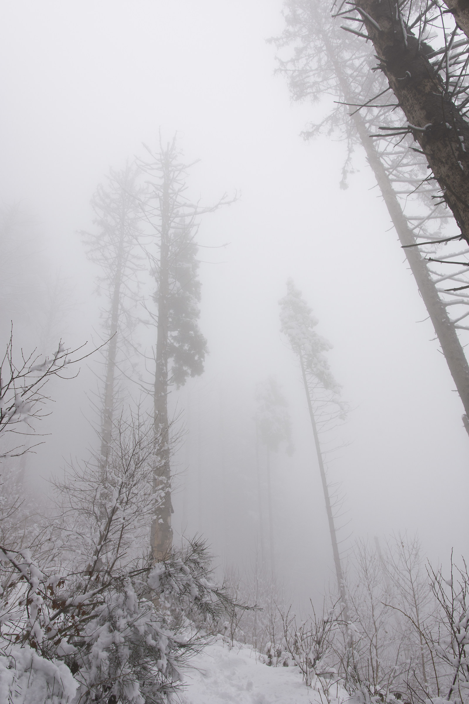 Winter in the pine forest