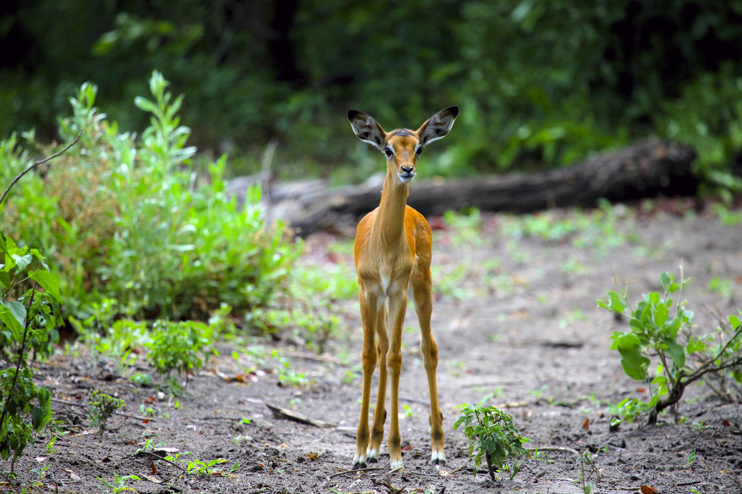 Small impala - Botswana