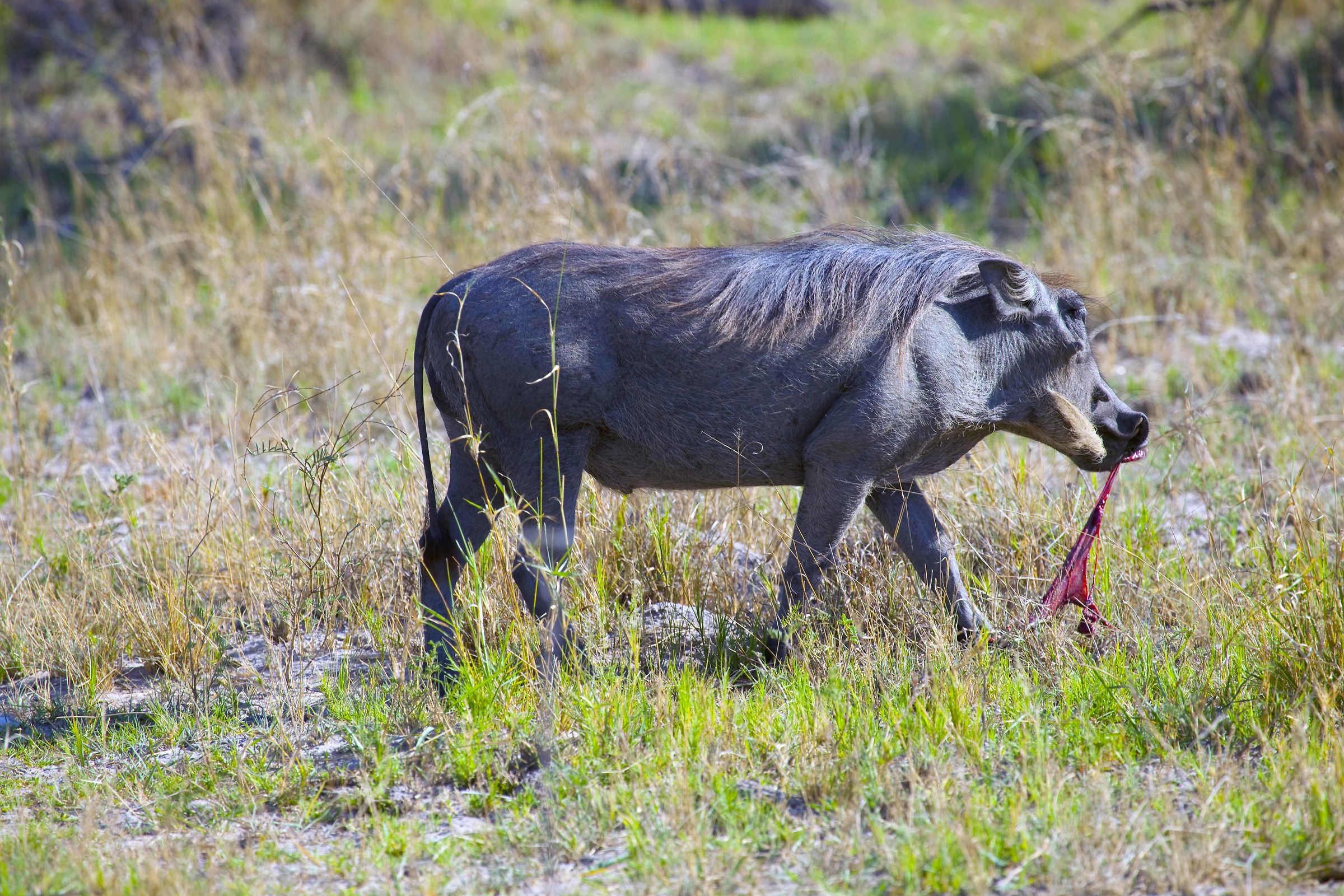 Warthog - Botswana