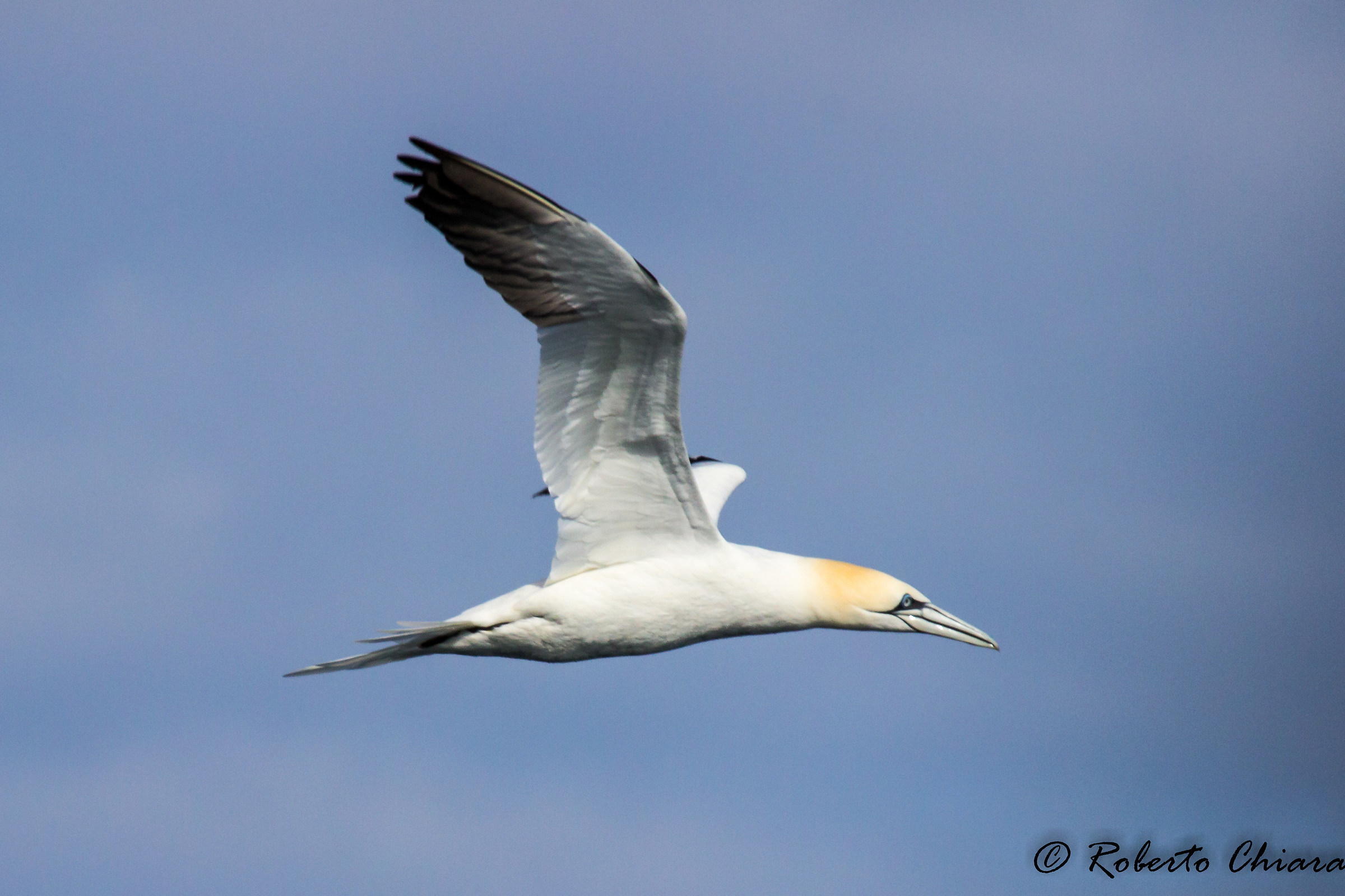 La Sula, Morus bassanus PA
