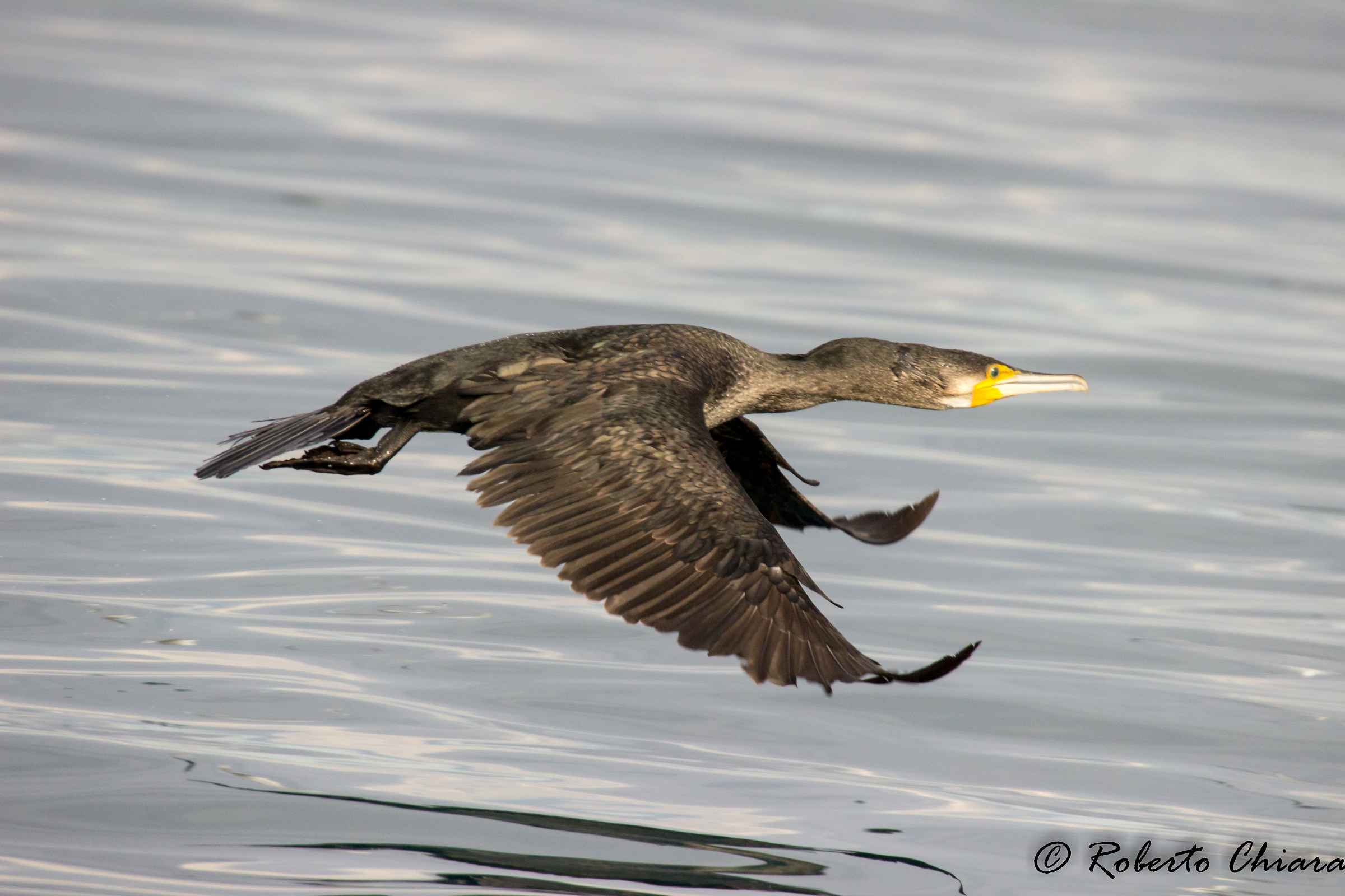 Cormorano, Phalacrocorax carbo PA