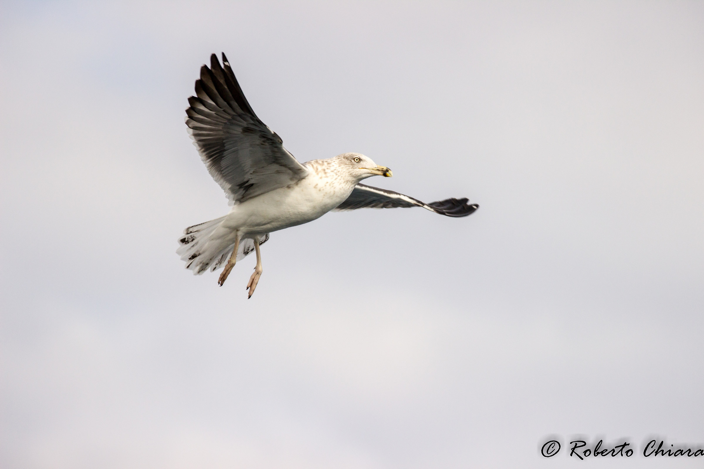 Zafferano, Larus fuscus PA
