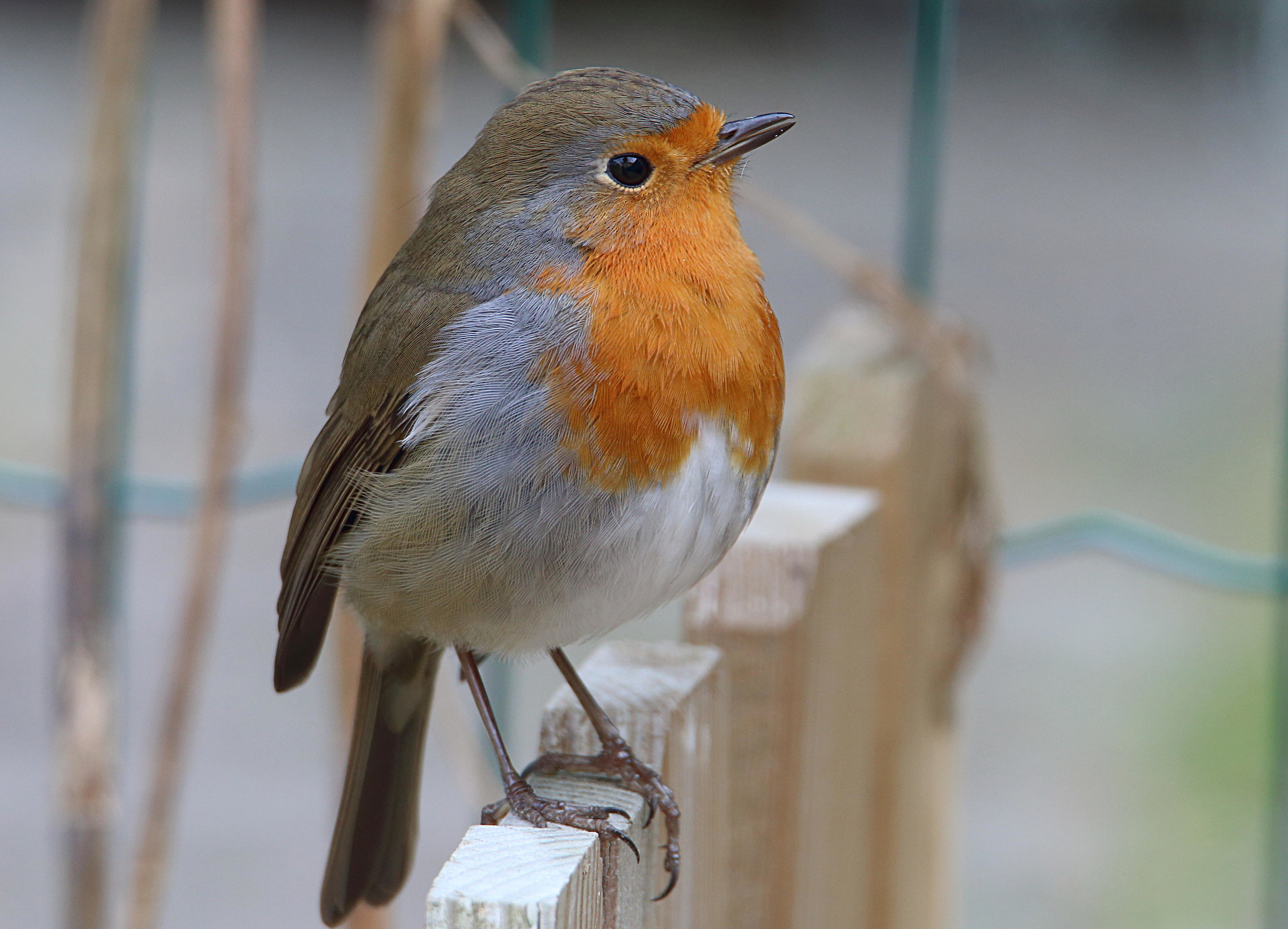 Robin